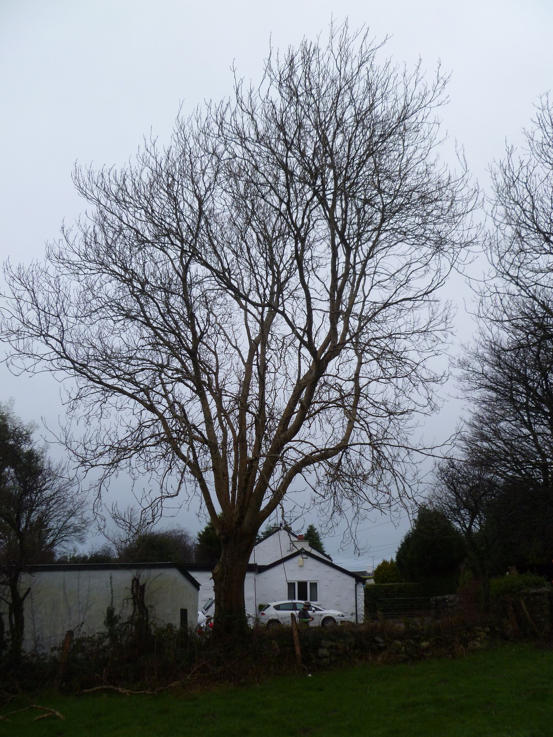 Ash Tree to be removed near Llanrug, North Wales.