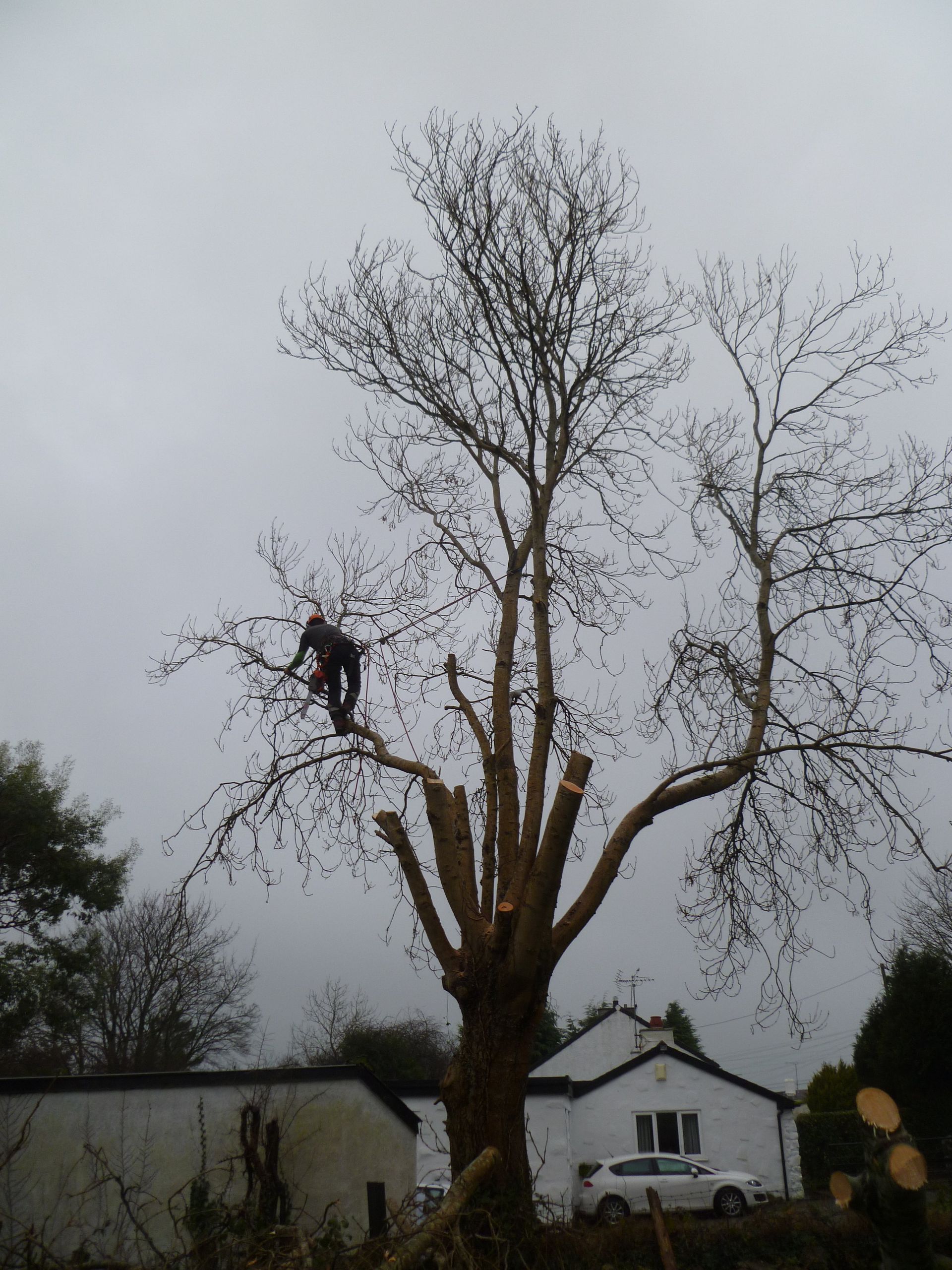 Tree surgeon in the process of dismantling the Ash tree over the garage.