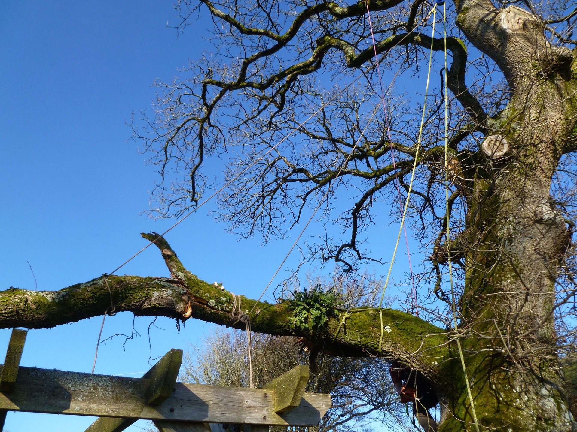 Several rigging and lowering ropes were used to secure the Oak tree branches in order to safely dismantle them.
