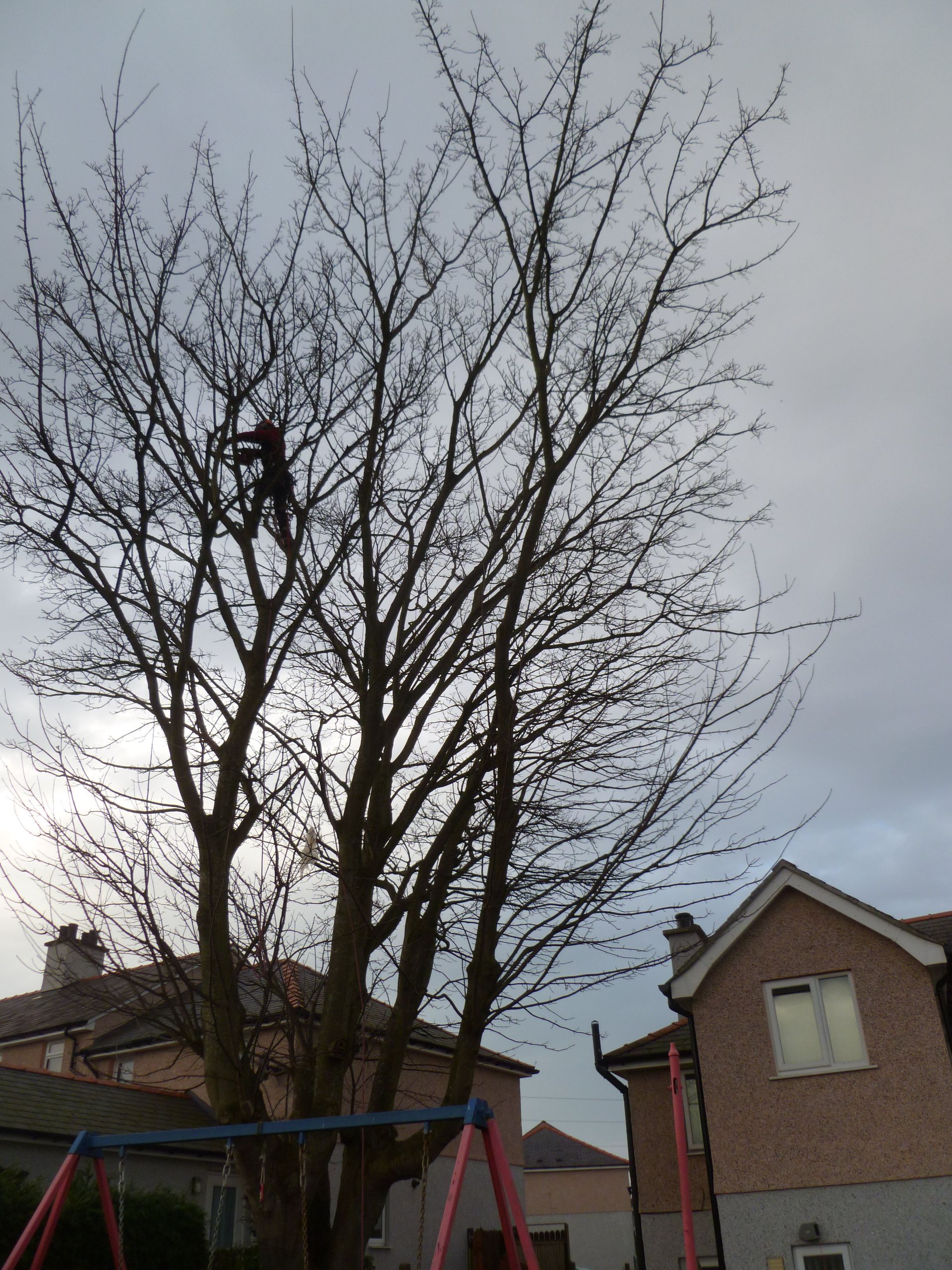 Ash tree crown reduction in Caernarfon, North Wales.