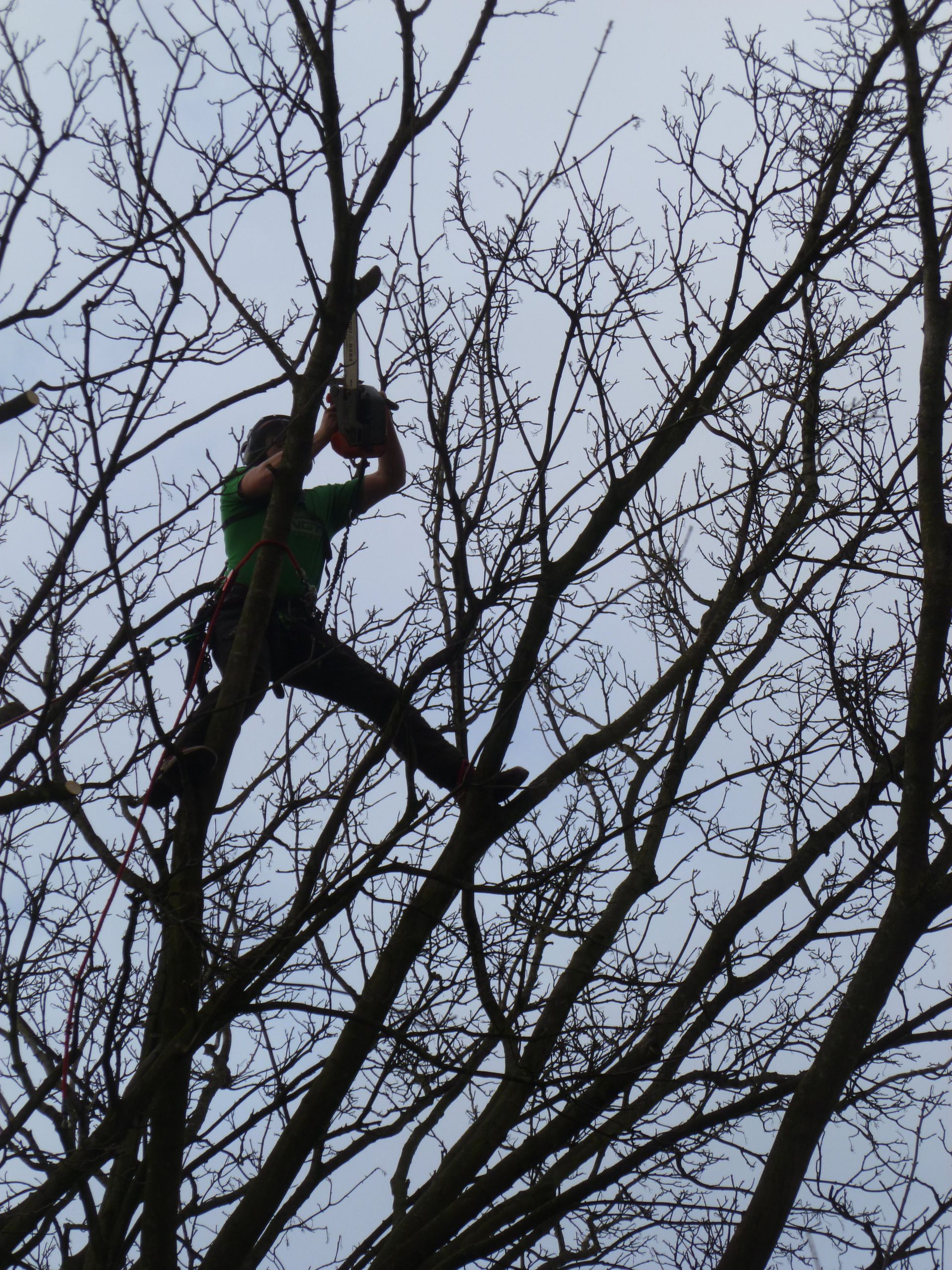 Final pruning cuts on Ash Tree in North Wales.