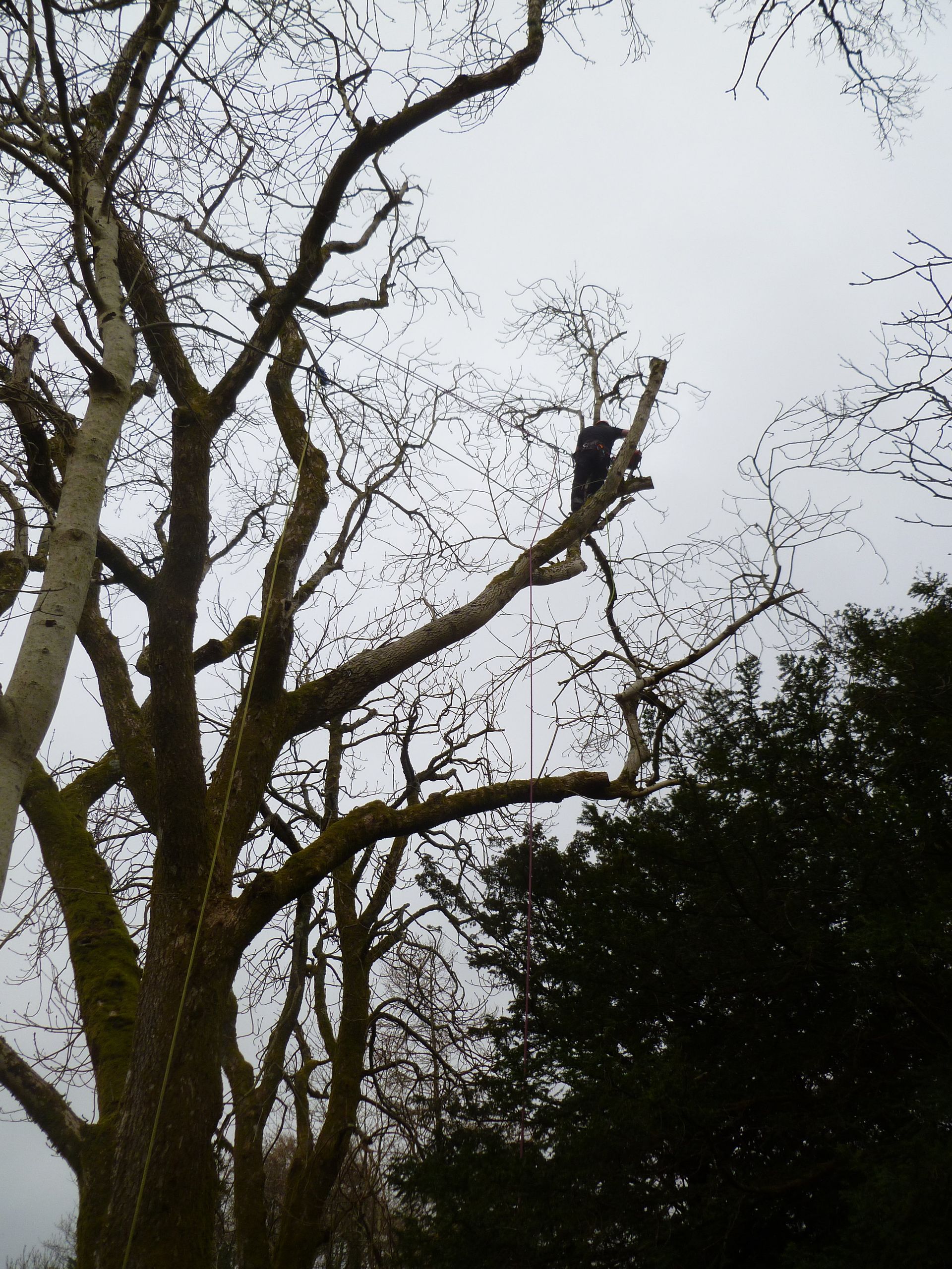 Removing a cavity filled Ash Tree branch.