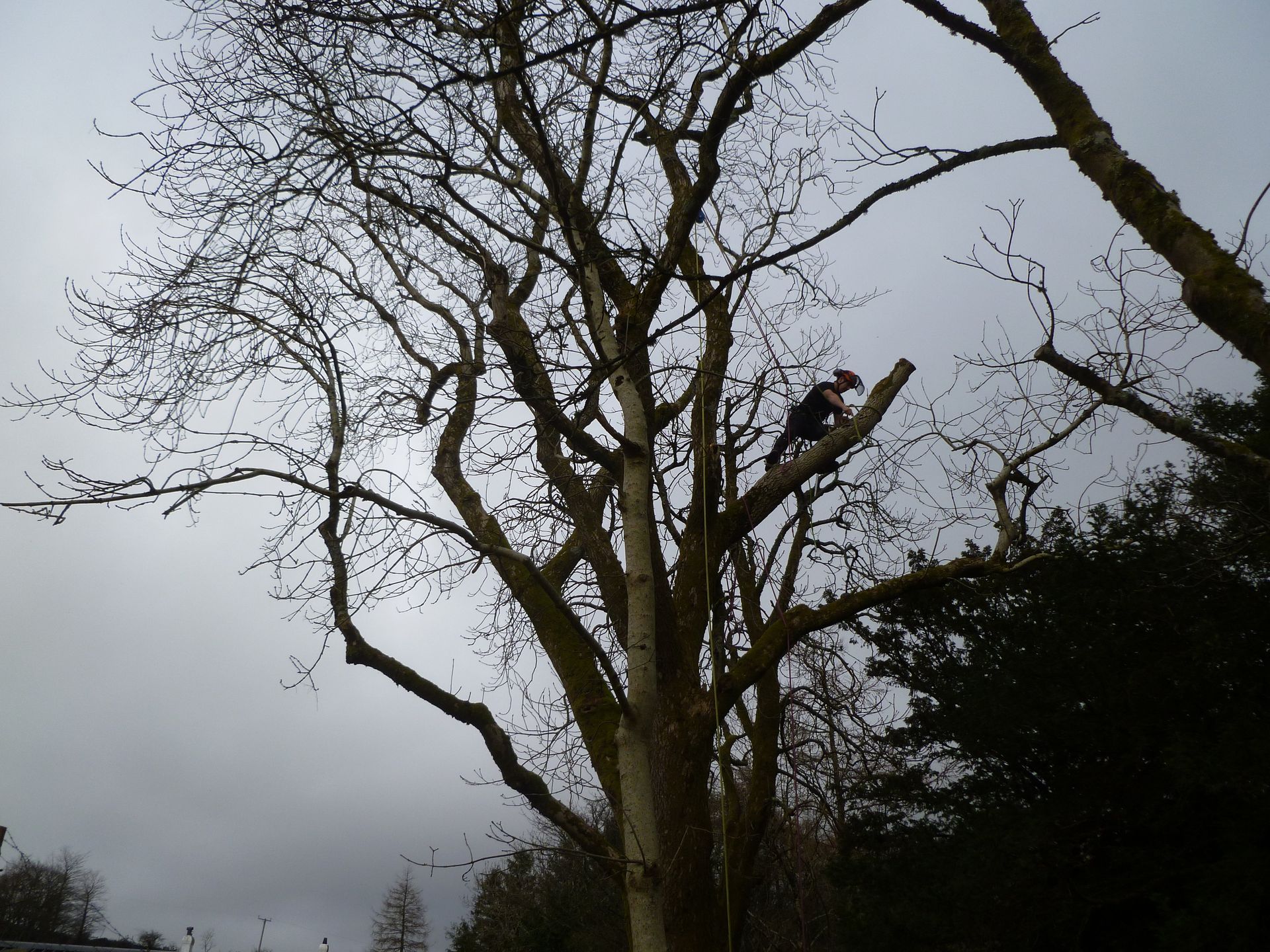 Dangerous Ash branch nearly removed.