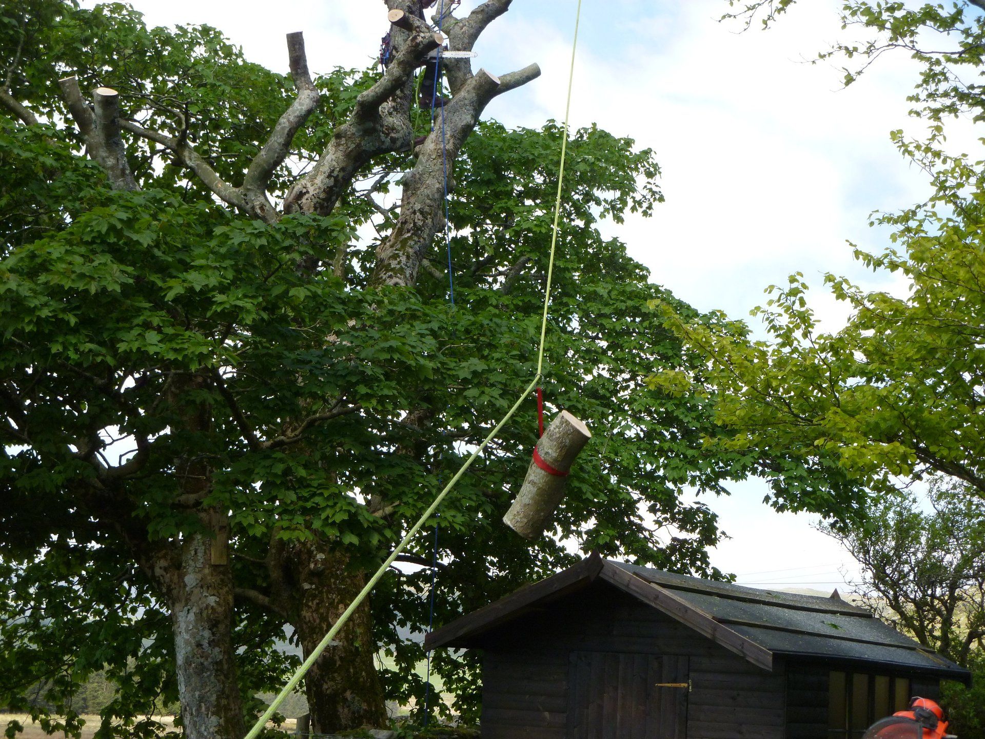 Precision tree work to avoid damaging the shed.