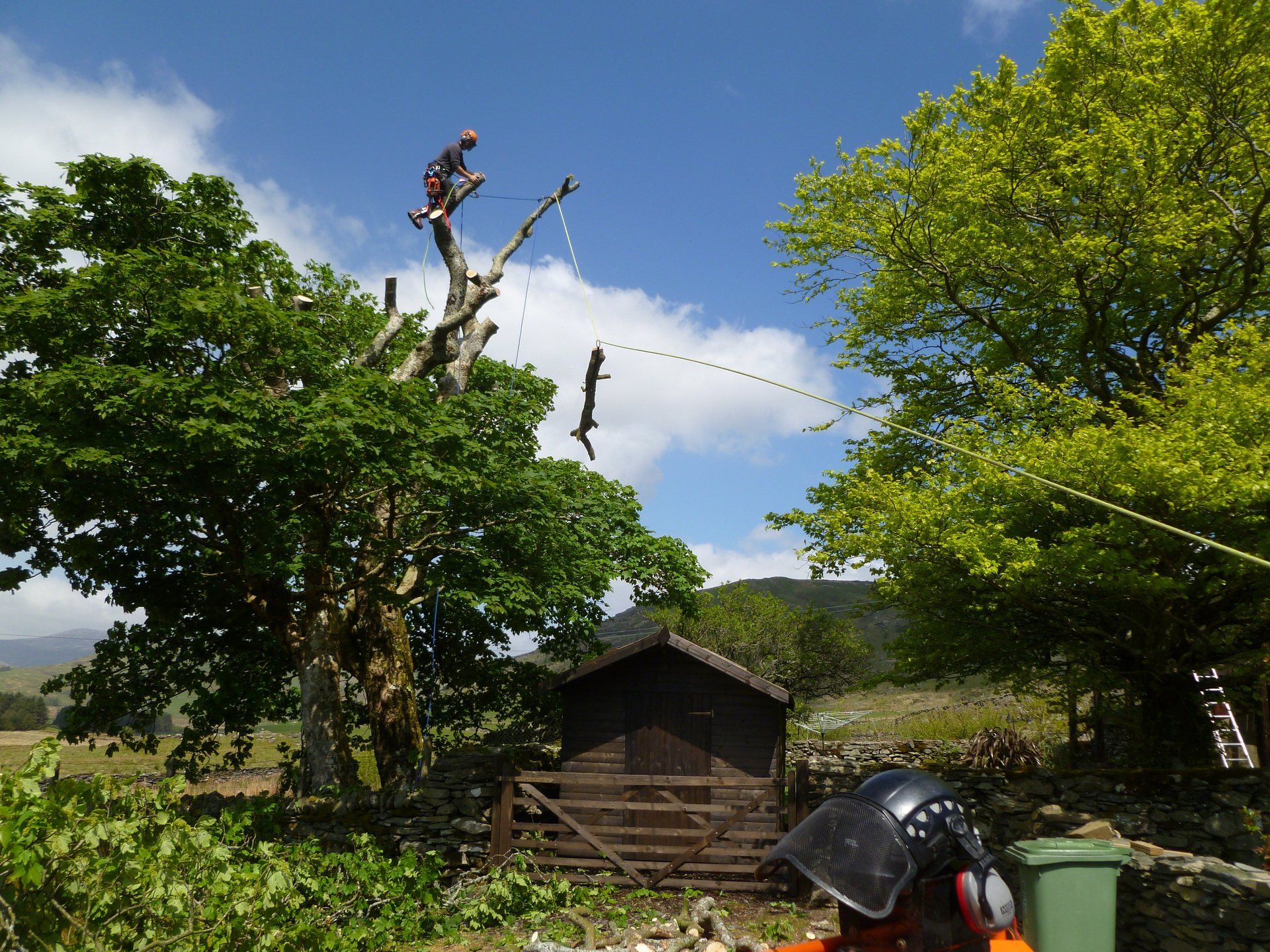 A lovely sunny North Wales day for tree surgery.