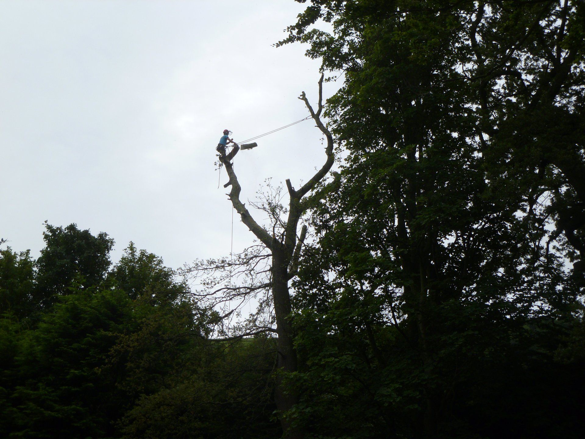 Sectionally dismantling an Oak tree near Llanfairfechan.