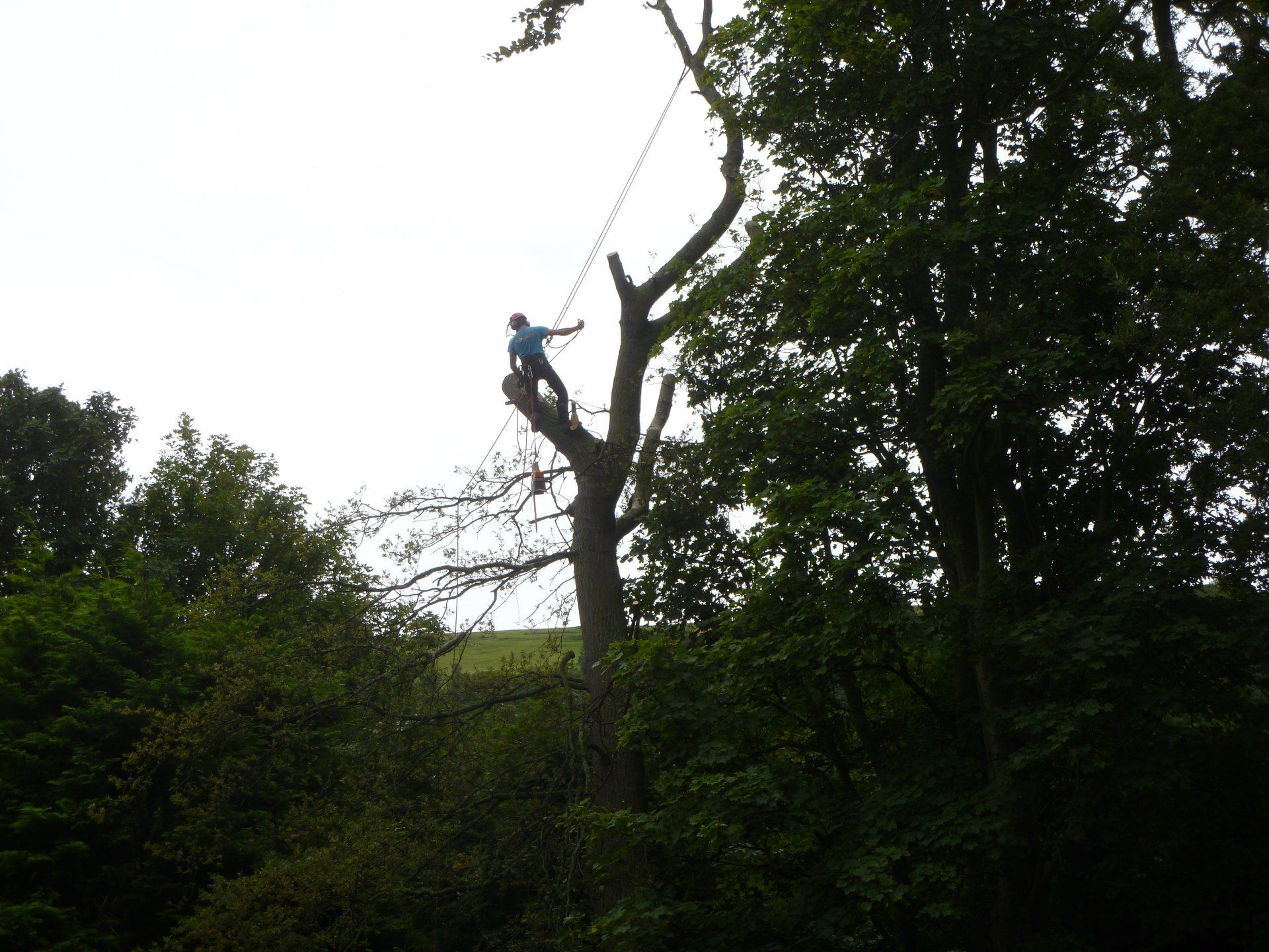 Tree surgeon just hanging out.