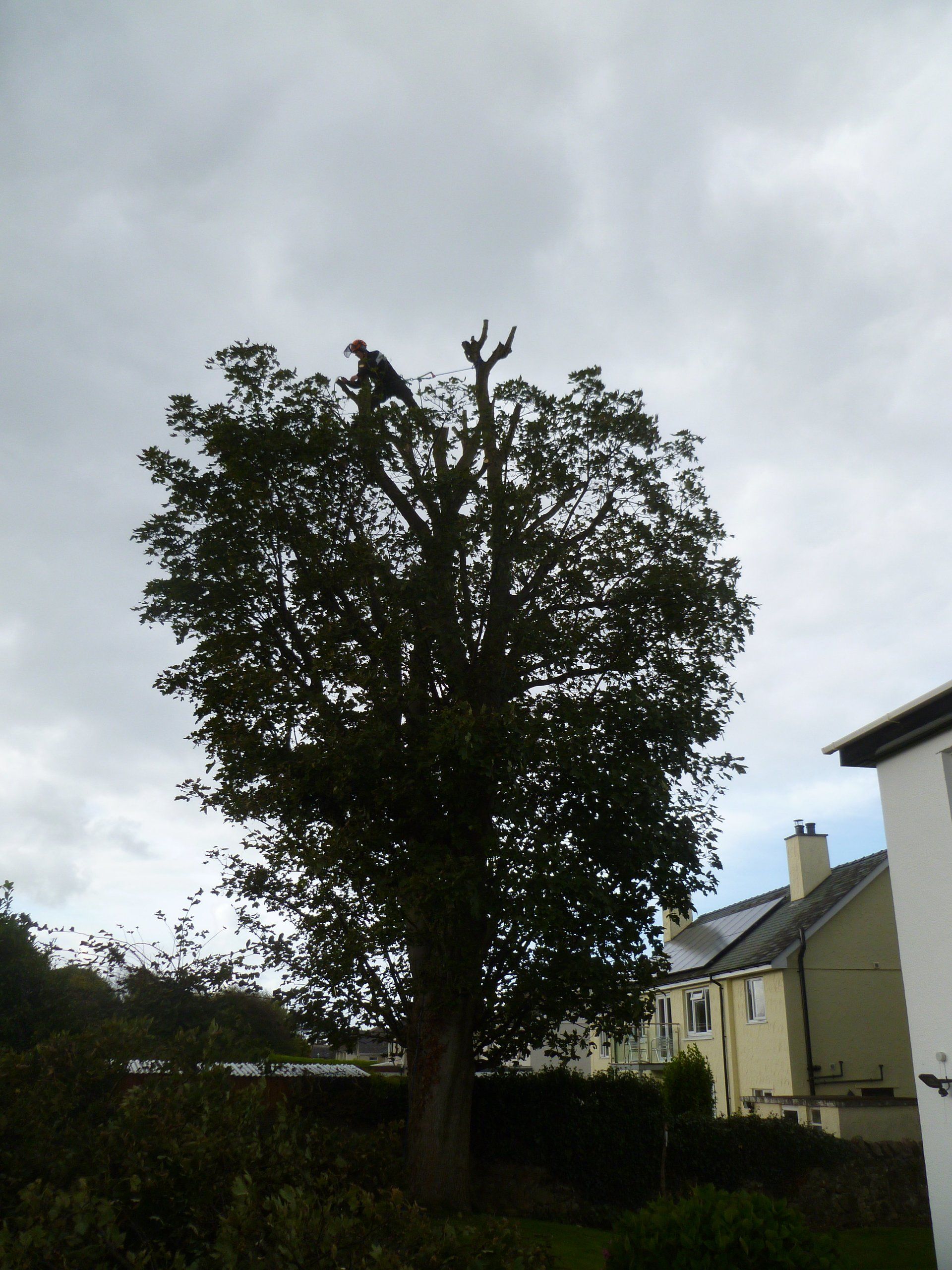 Crown reduction on a Chestnut tree.