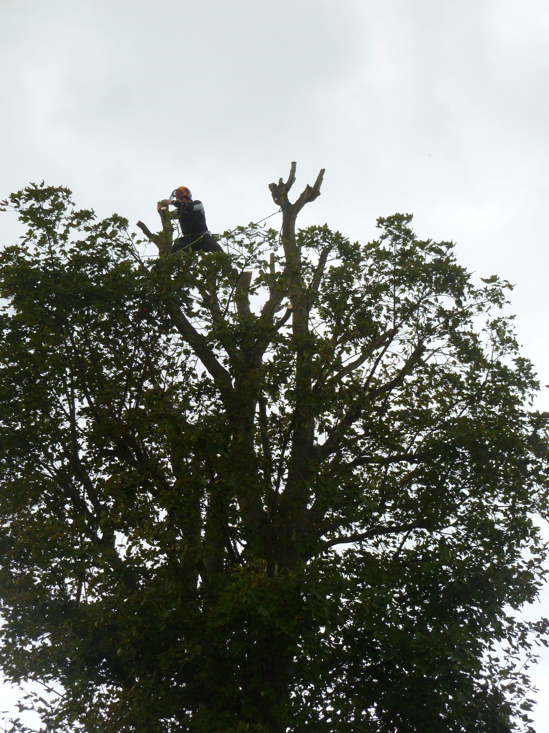 Chestnut tree reduction in Caernarfon, North Wales.
