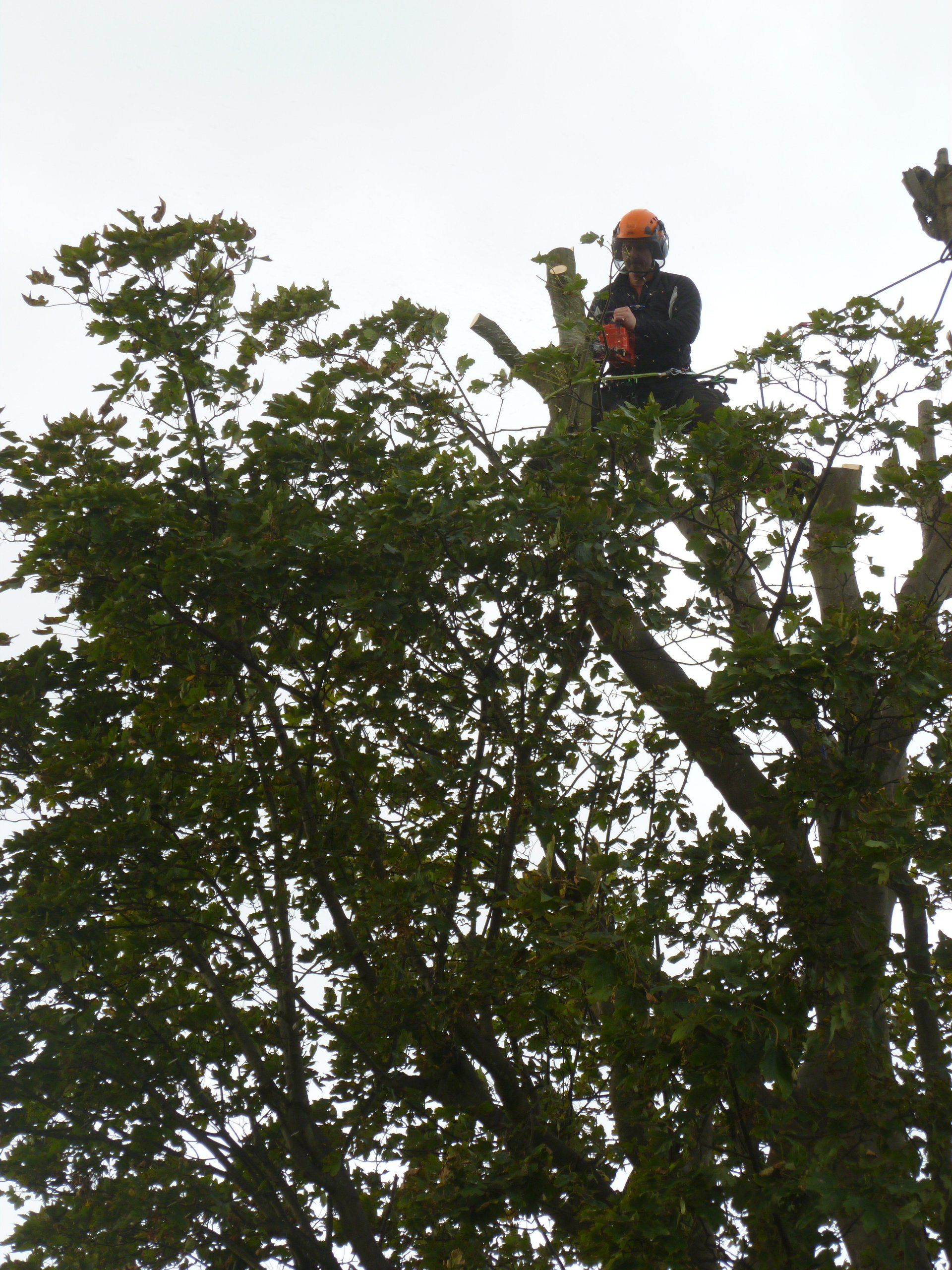 Tree surgeon with a face of concentration.