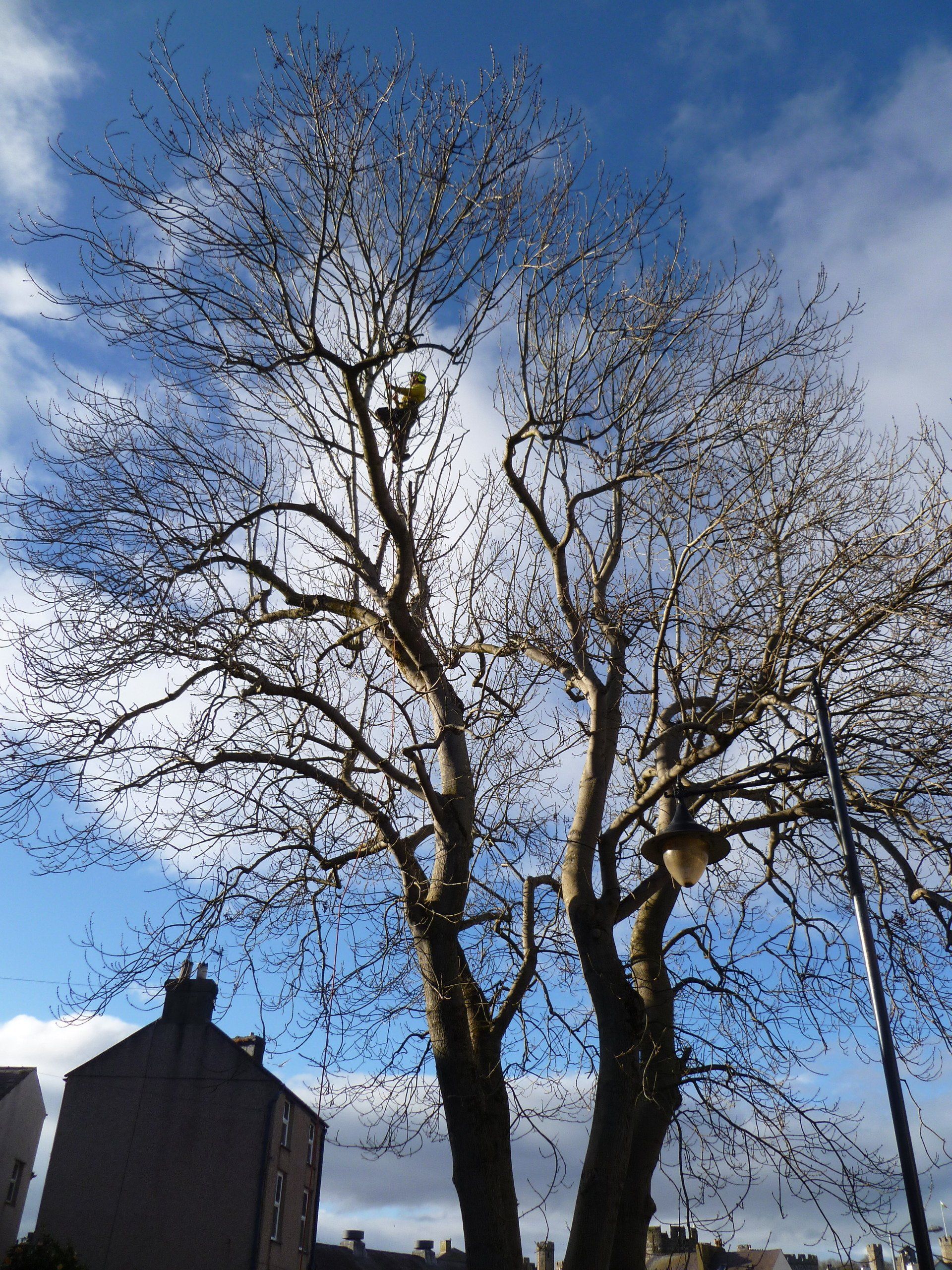 Ash tree crown reduction in Caernarfon, Gwynedd.