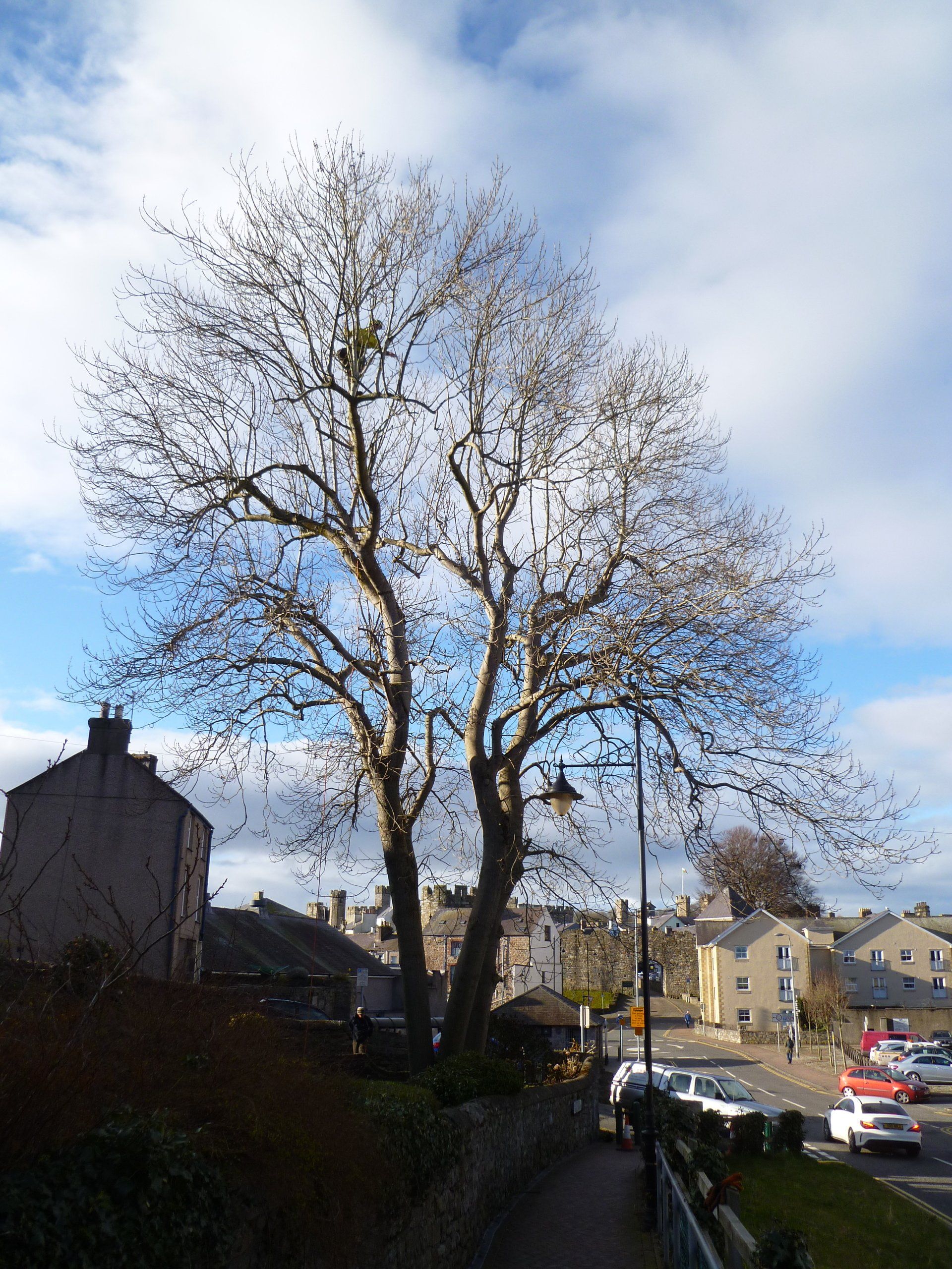 Ash tree reduction in North Wales.