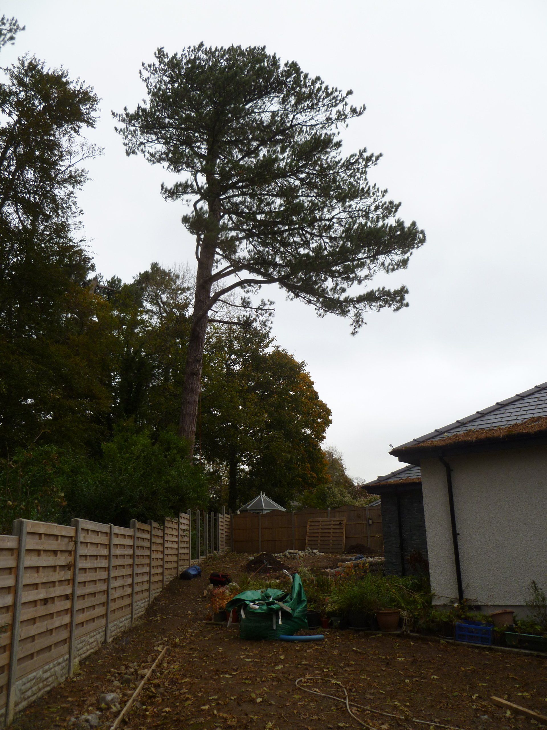Removal of Austrian Pine in Menai Bridge on Anglesey.