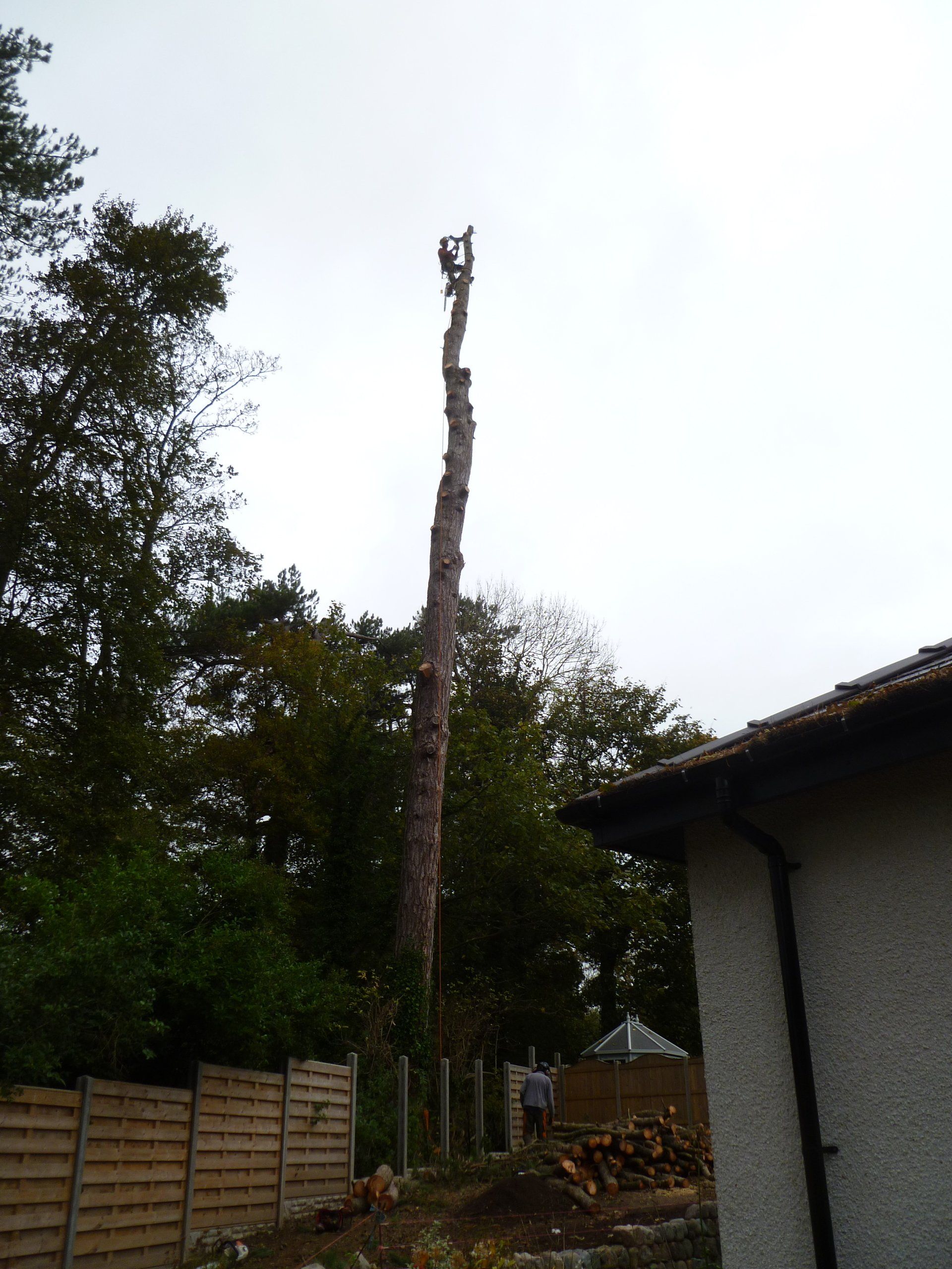 With the branches gone time to sectionally dismantle the tree trunk.