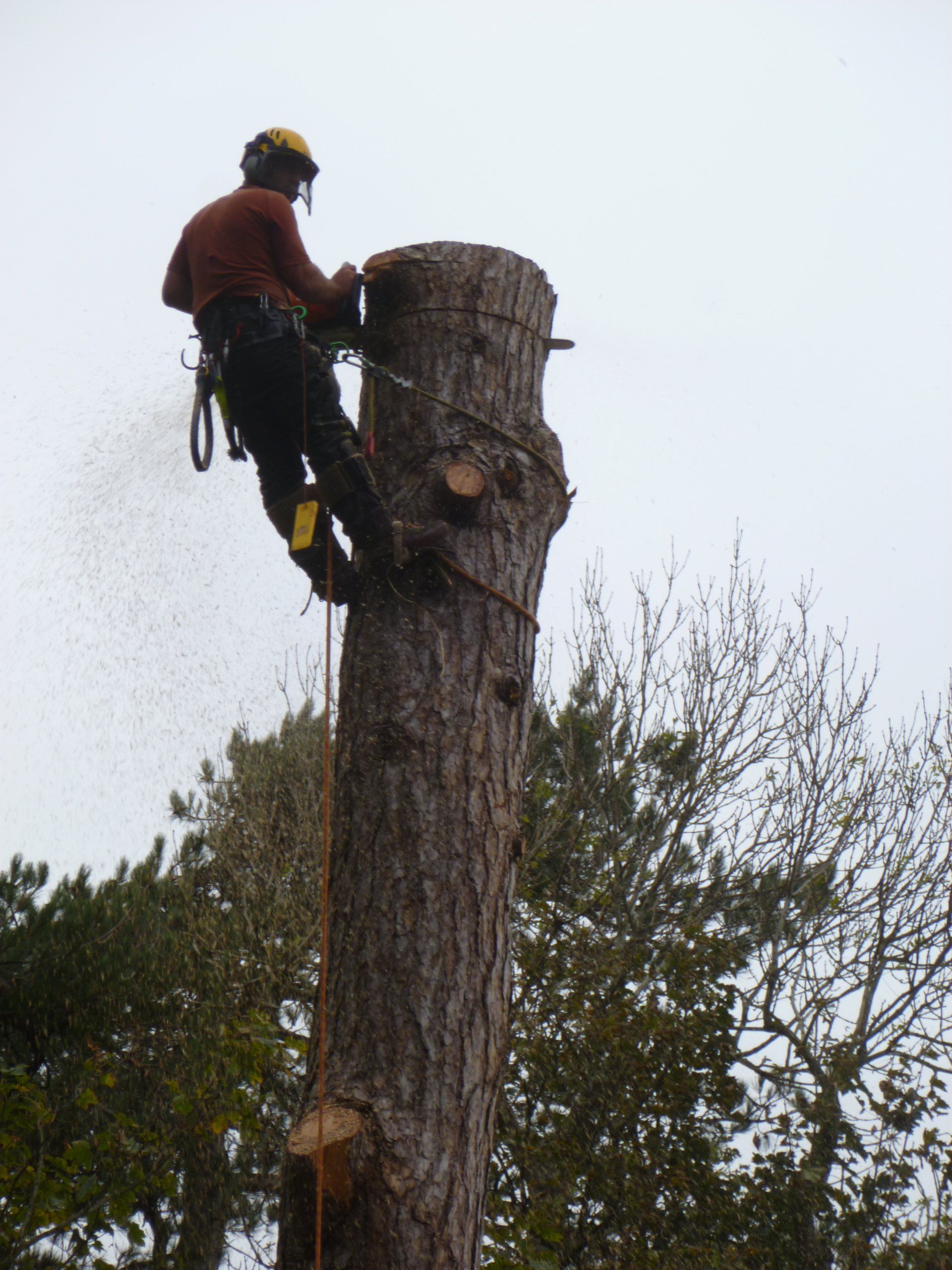 Nearly there. Removal of pine tree for Anglesey Council.