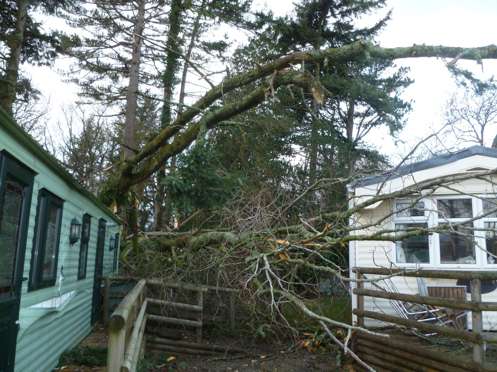 Removint the Ash and Pine tree without causing any further damage.