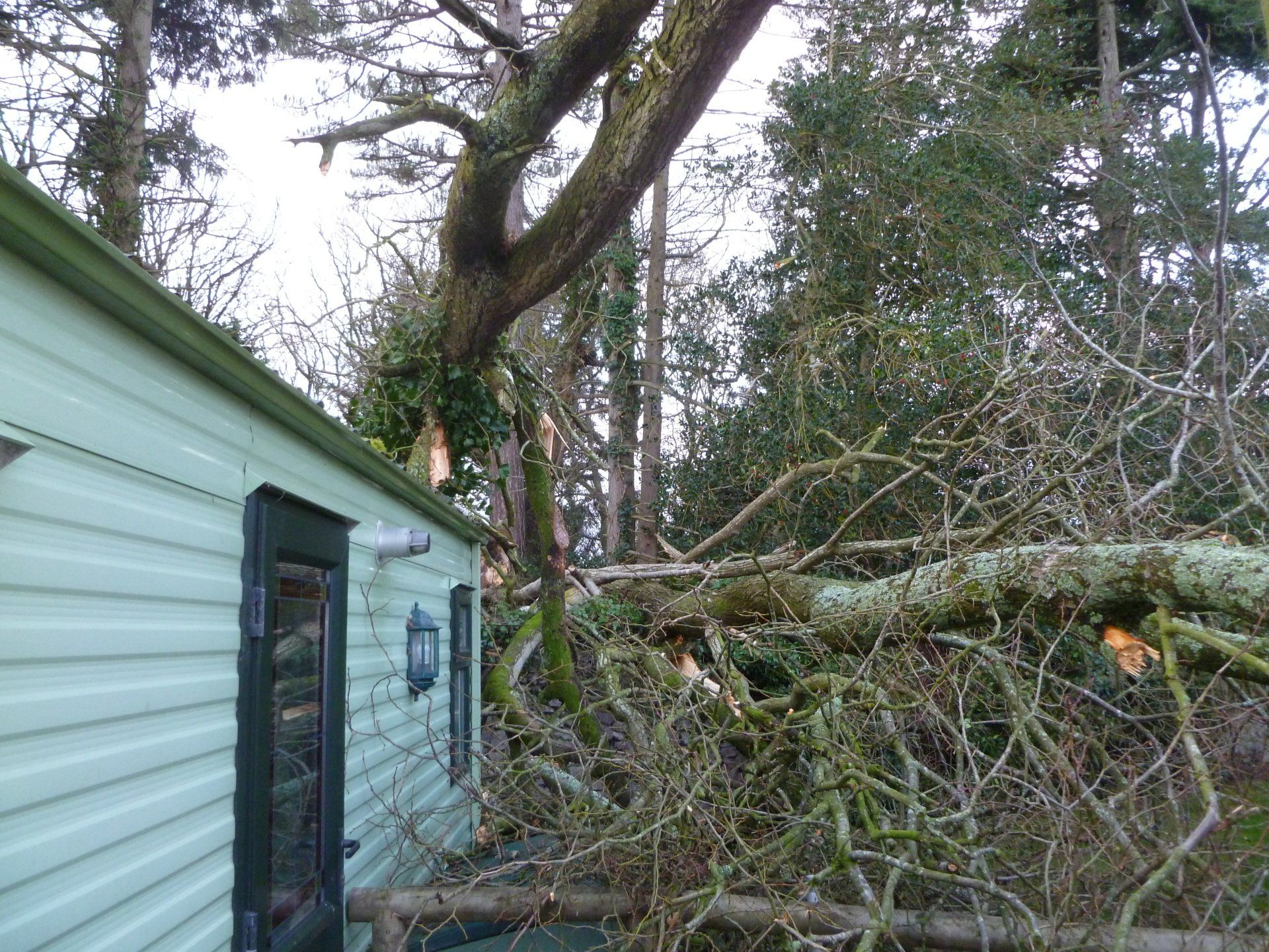 Ash and Pine tree versus caravan roof.