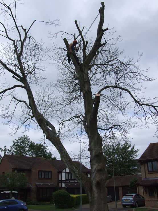 Tree surgery crown reduction throughout North Wales. Tree surgery technique to reduce the size of the tree whislt maintaining and improving the trees' health. 