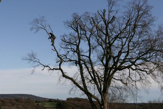Tree surgery technique, crown thinning throughout North Wales. Tree surgery Caernarfon, North Wales.