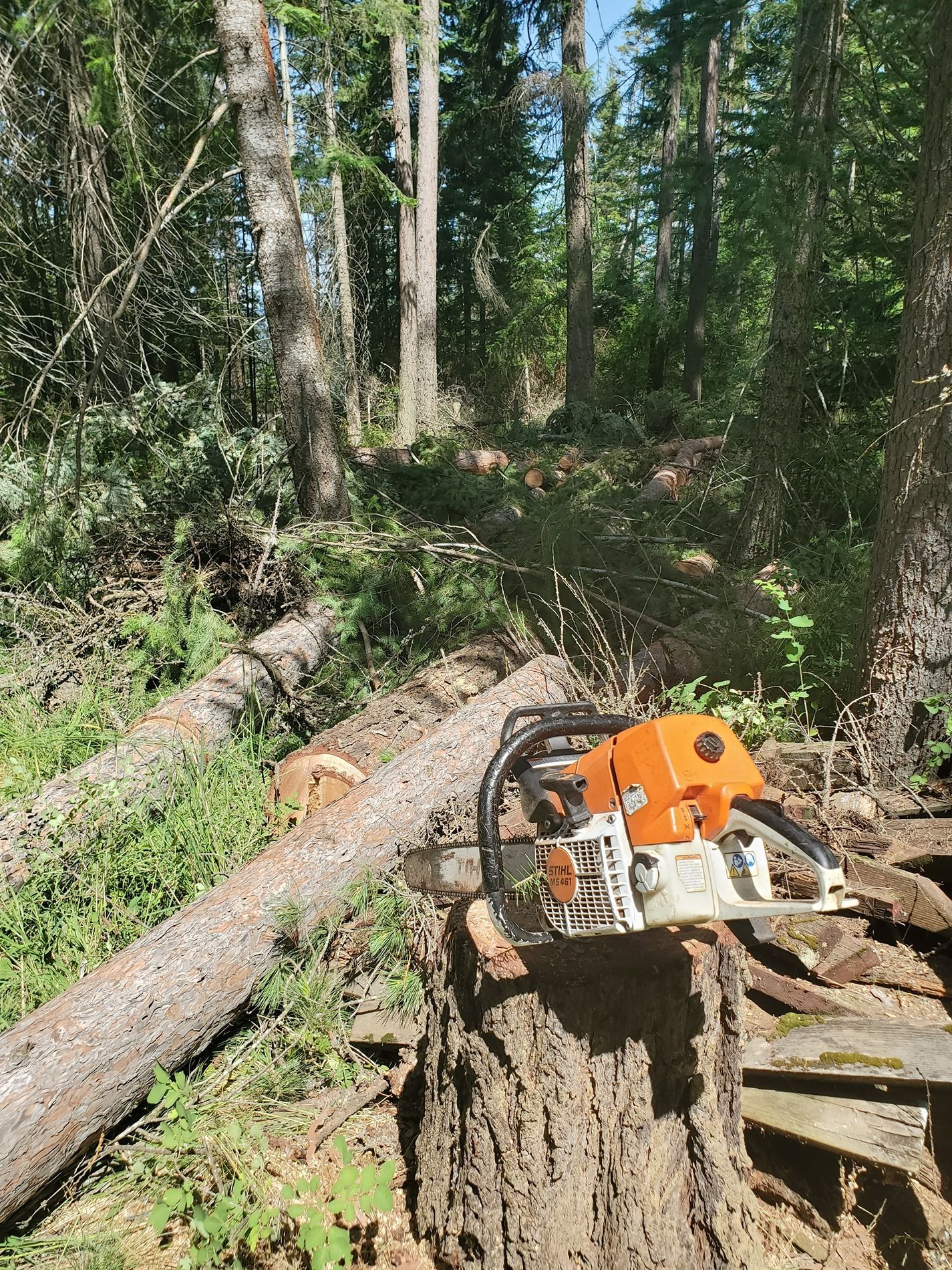 Chainsaw on a tree stump, felled log nearby, in a sunny forest setting.
