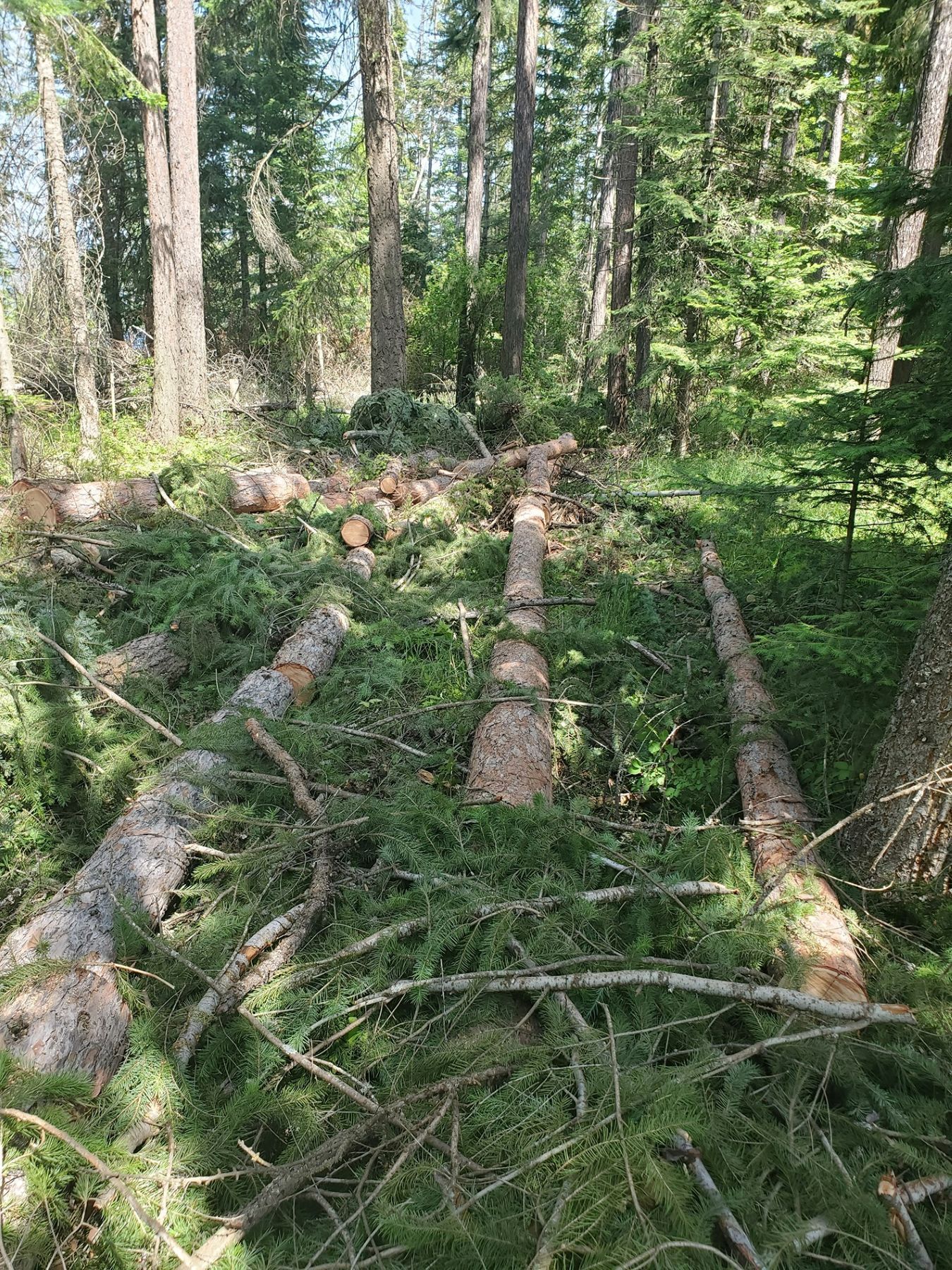 Felled trees and branches on forest floor, sunlight, tall trees in the background.