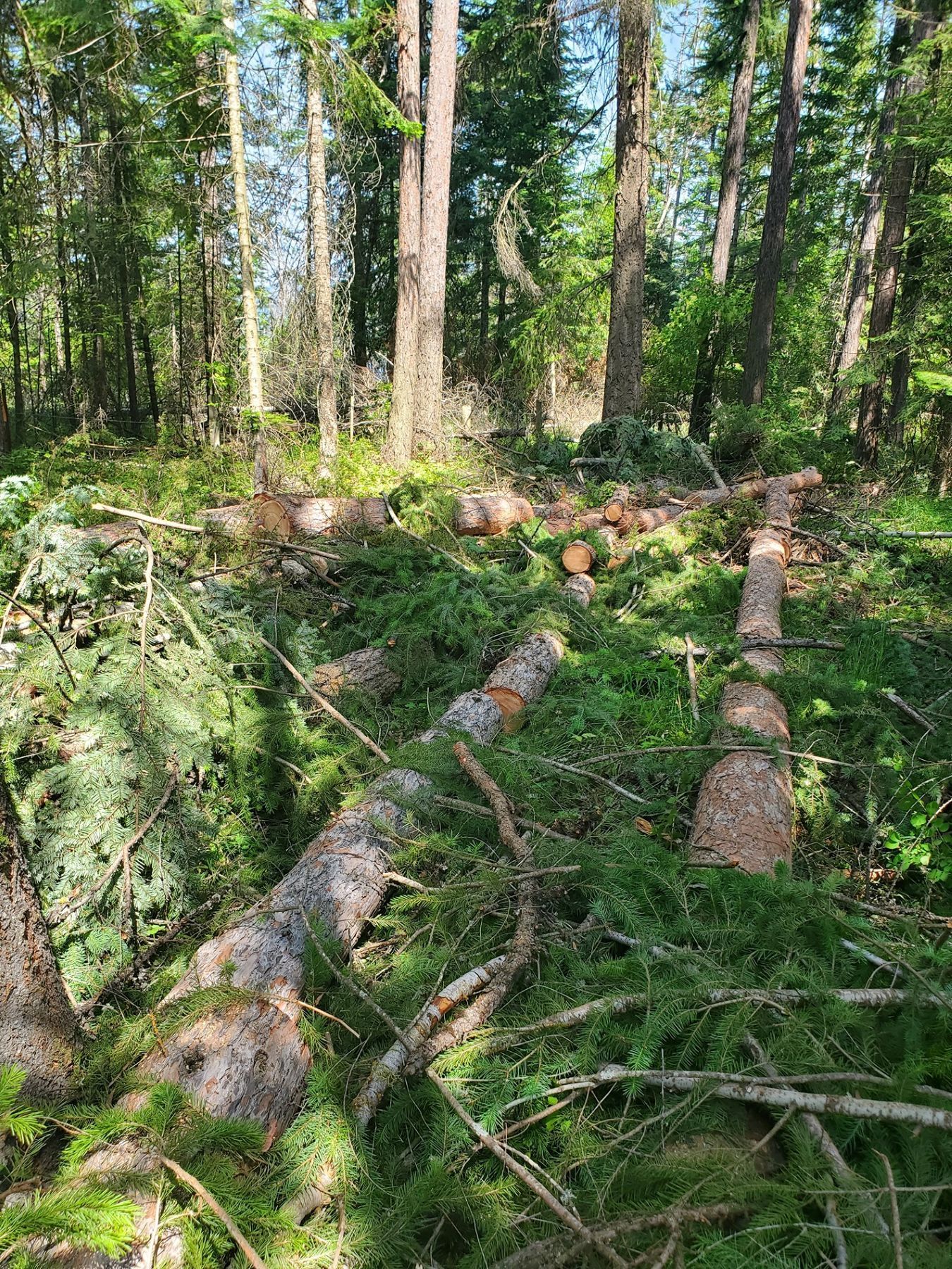 Fallen trees and branches on green forest floor, surrounded by tall trees.