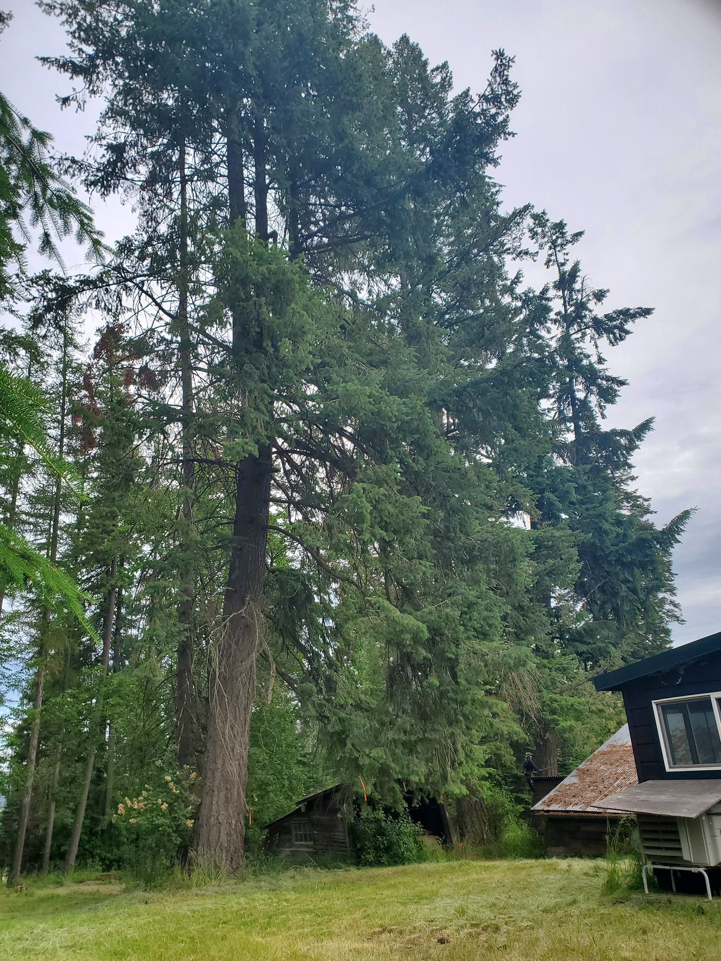 Tall evergreen trees behind a rustic building with a grassy lawn, overcast sky.