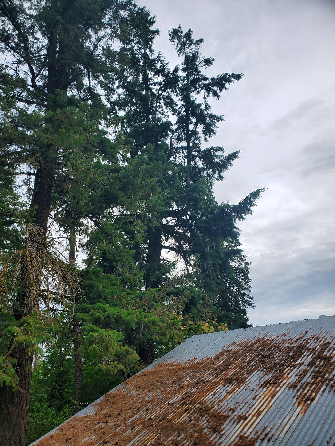 Tall evergreen trees against a cloudy sky, with a rusted, corrugated metal roof in the foreground.