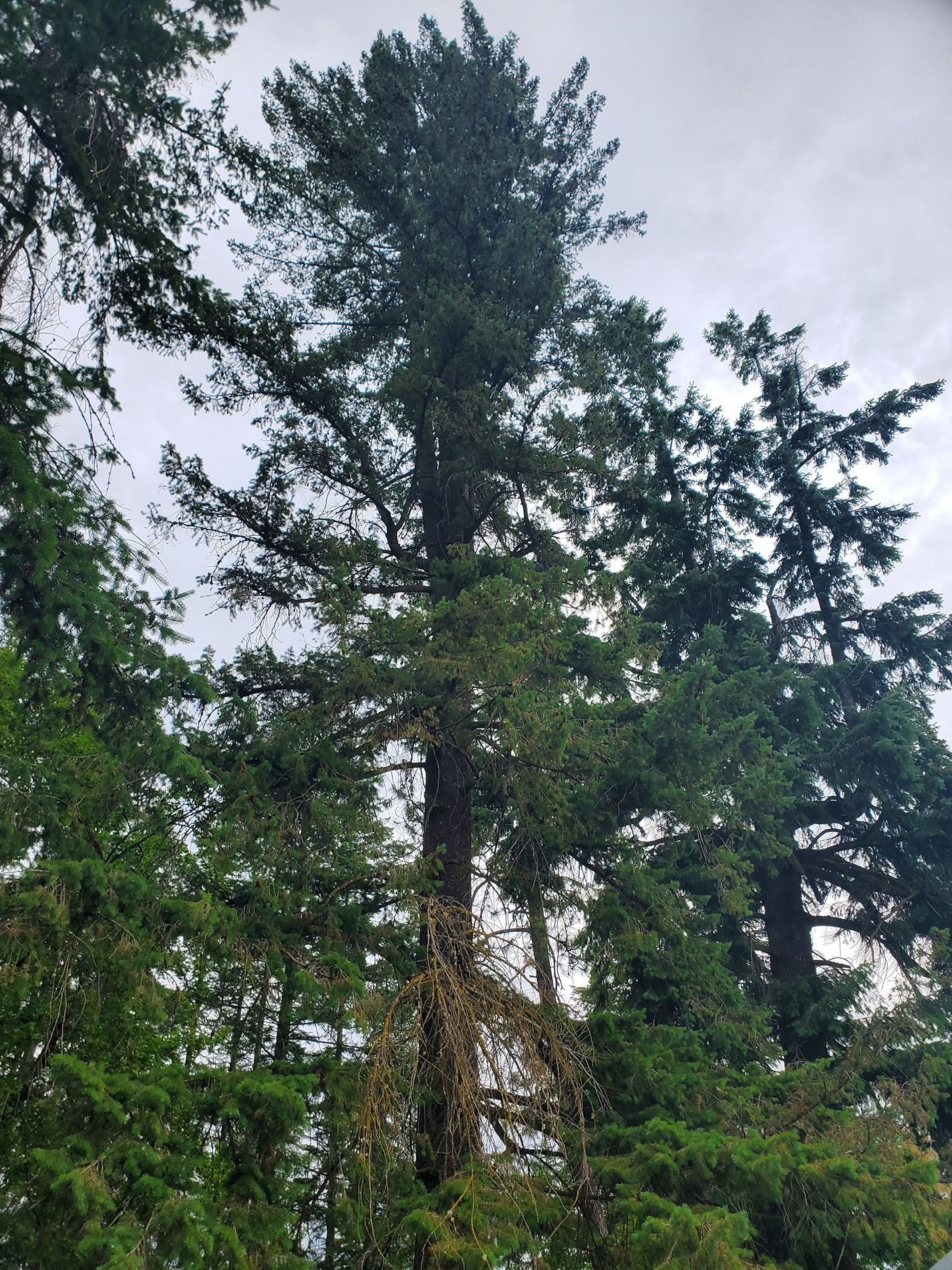 Tall evergreen trees against a cloudy sky.