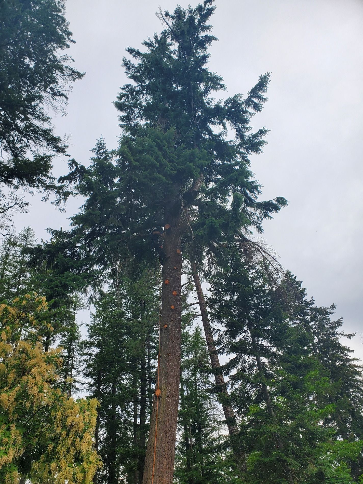Tall evergreen tree against a cloudy sky, surrounded by other trees.