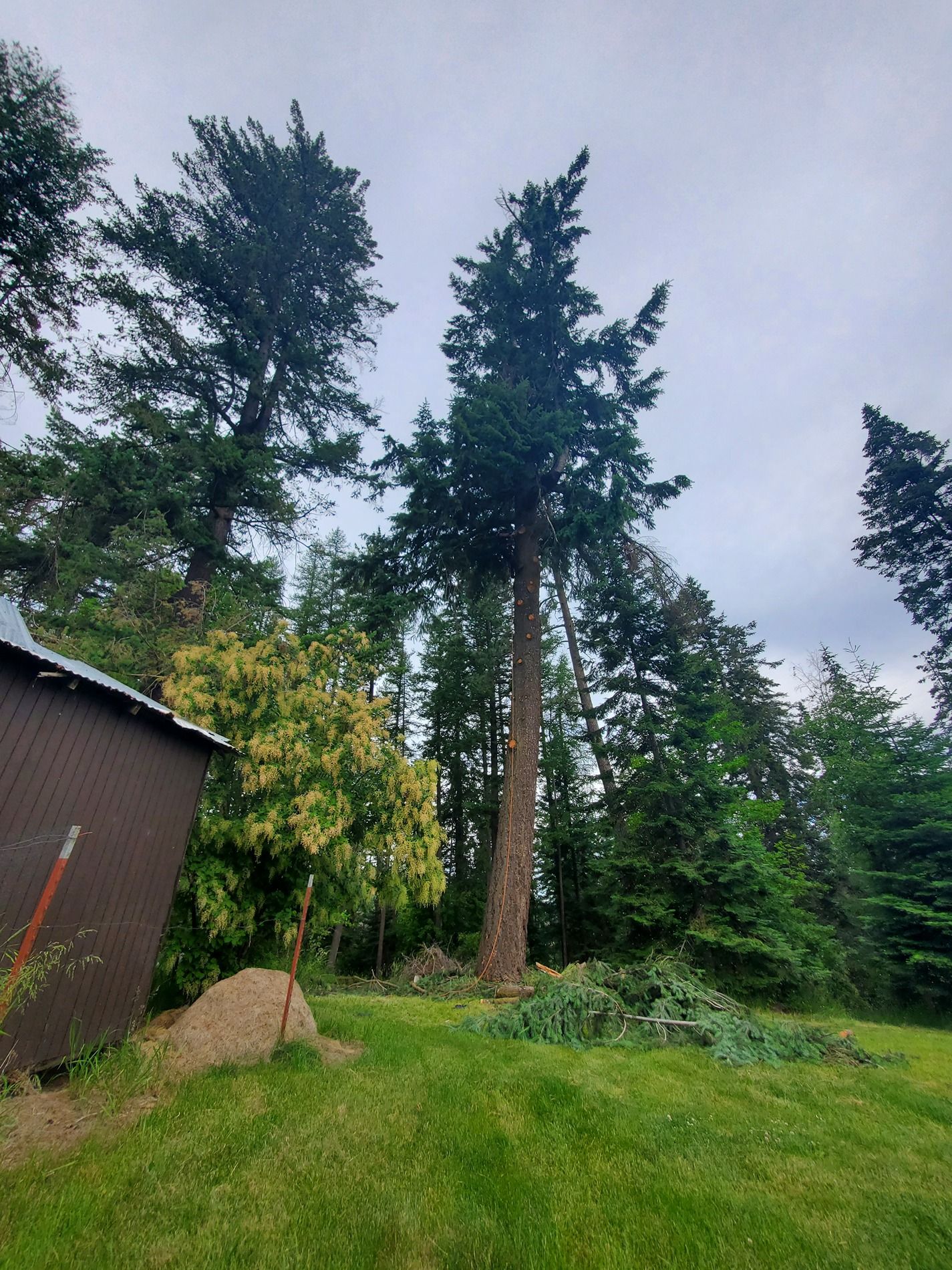 Tall tree trunk with trimmed branches on the ground, surrounded by other trees, a shed, and green grass. Overcast sky.