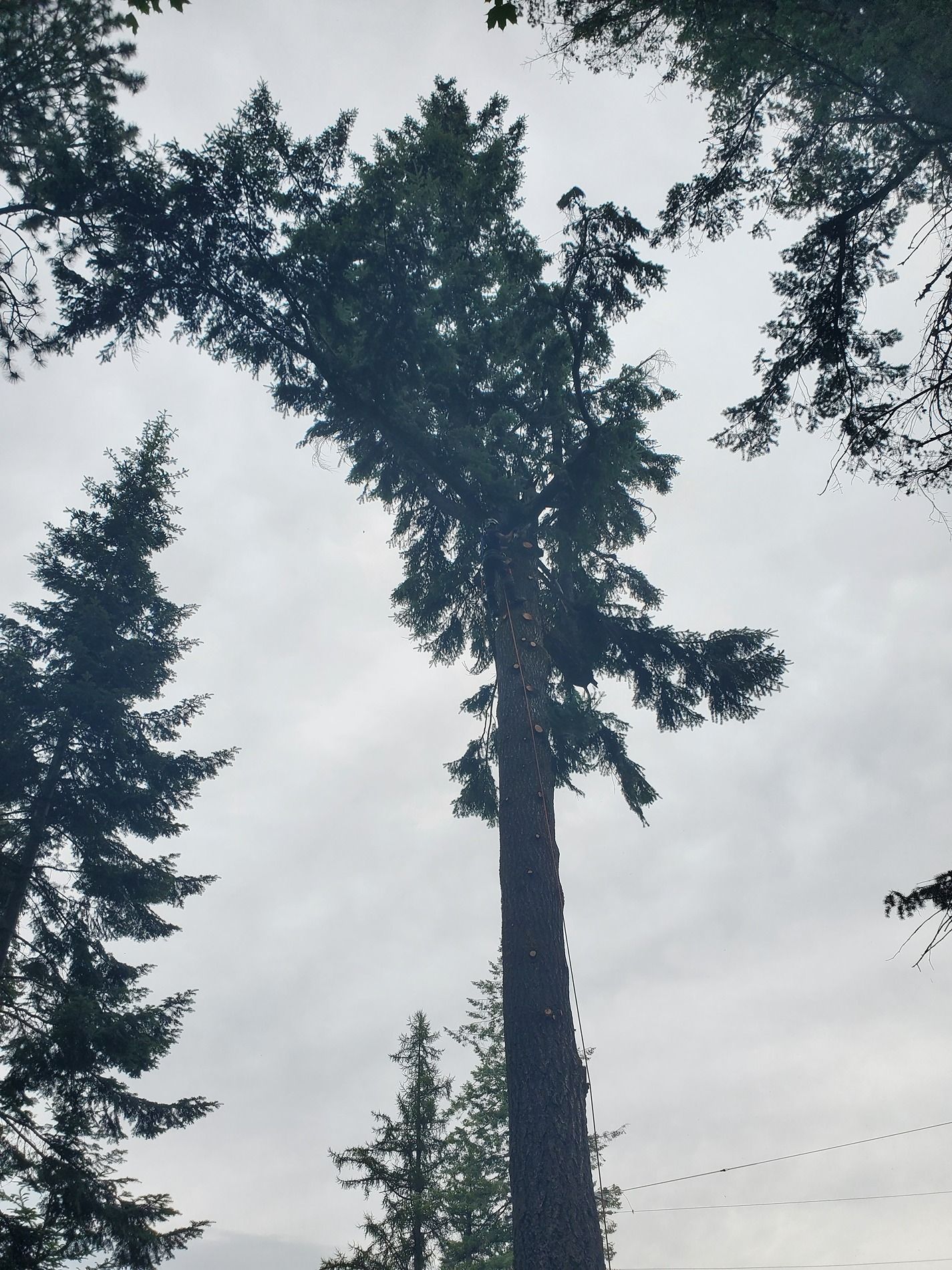 Tall evergreen tree against a cloudy sky, framed by other trees, viewed from below.