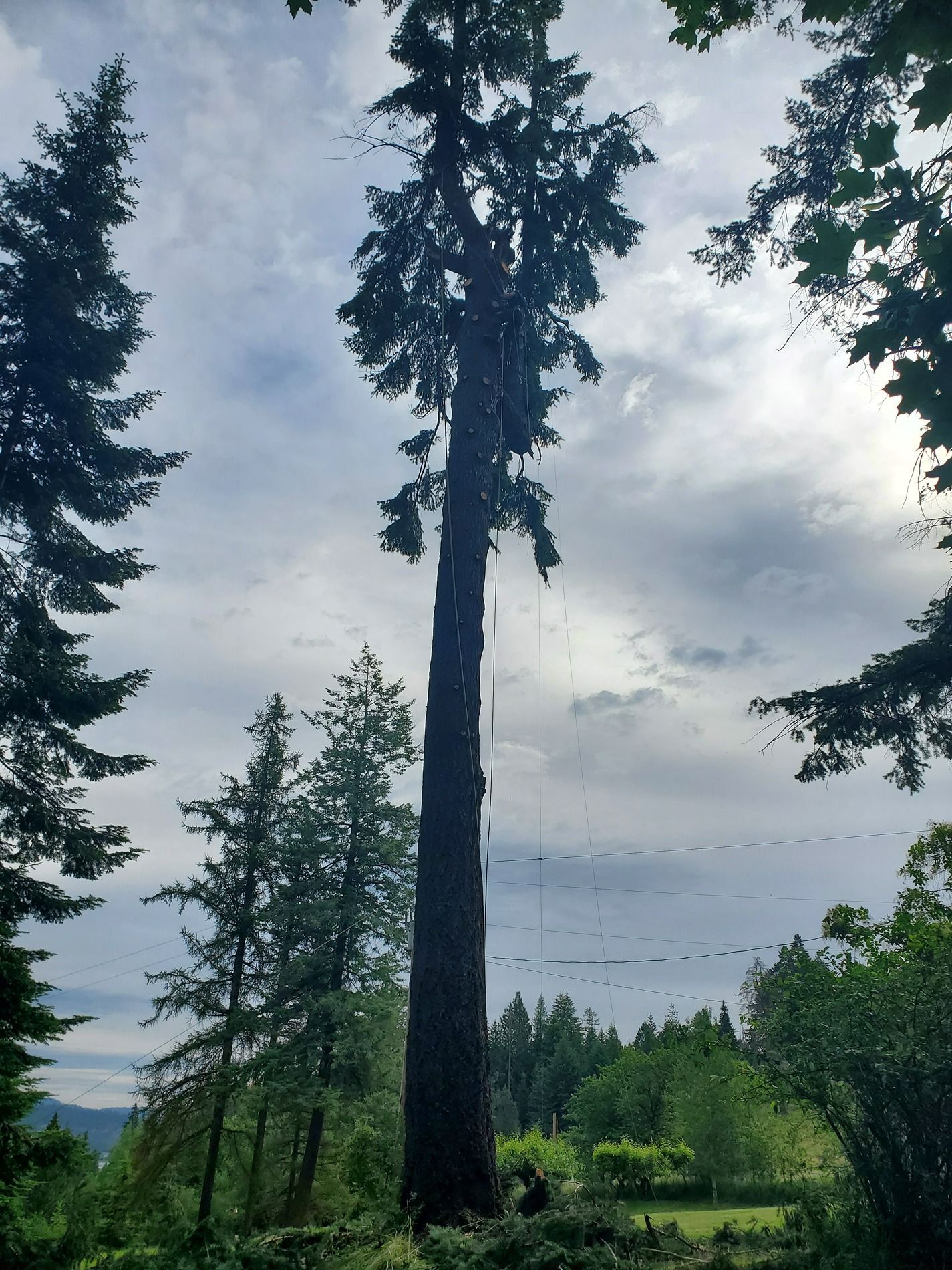 Tall evergreen tree against a cloudy sky, surrounded by other trees.
