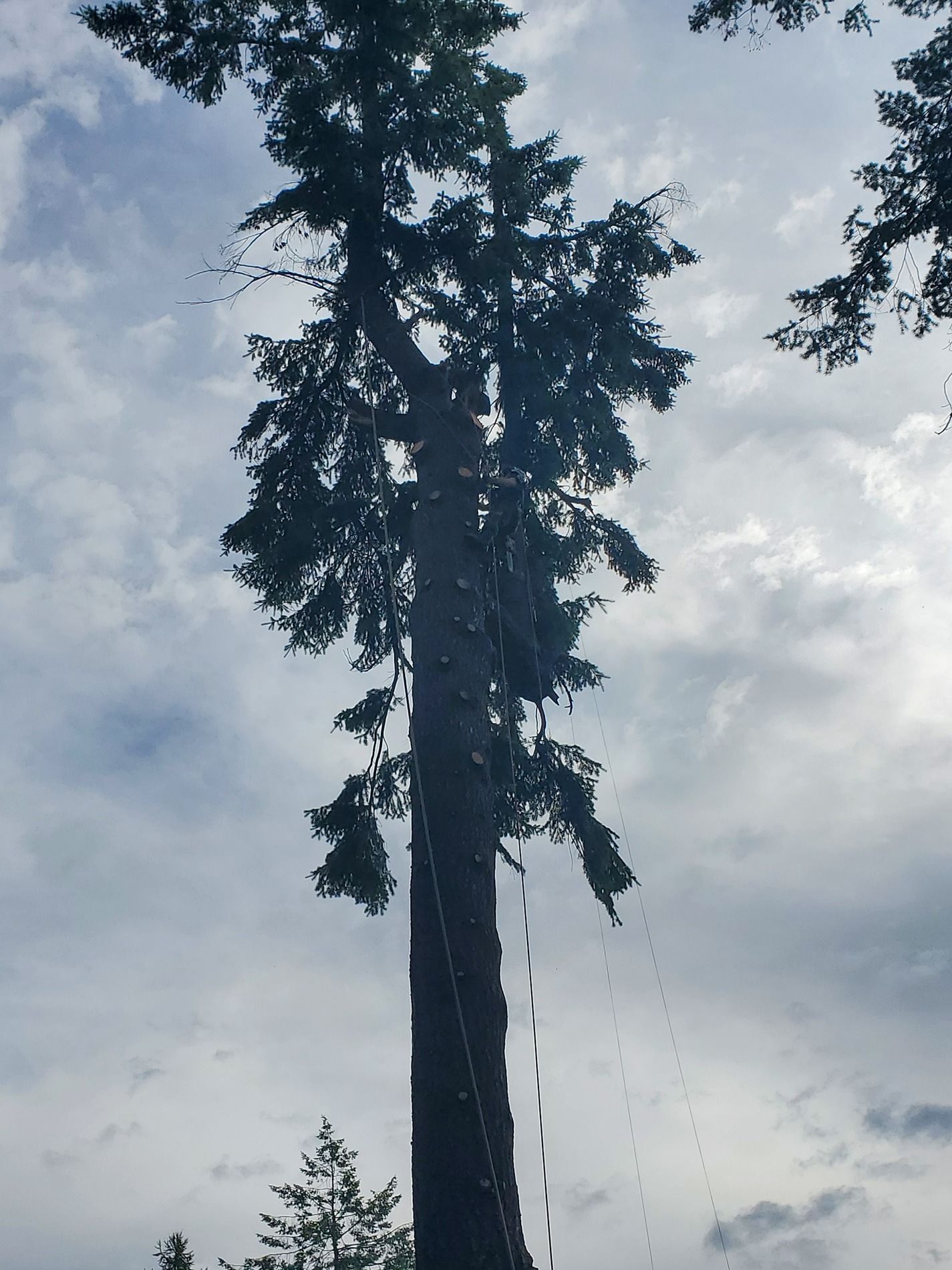 Tall tree with rope hanging down, against a cloudy sky.