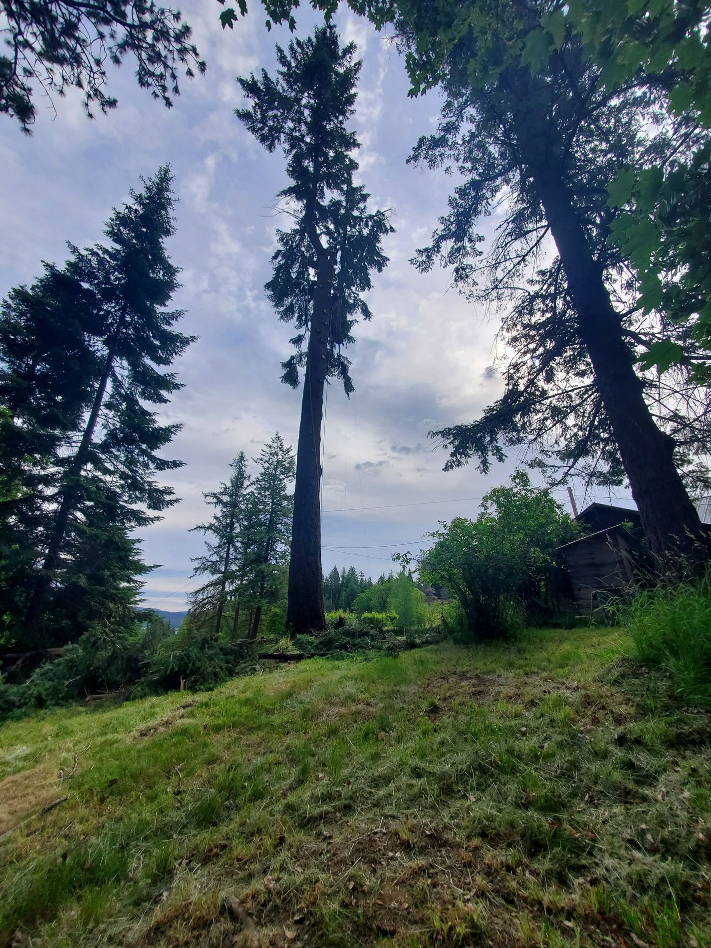Tall trees on a grassy hillside, cloudy sky overhead.