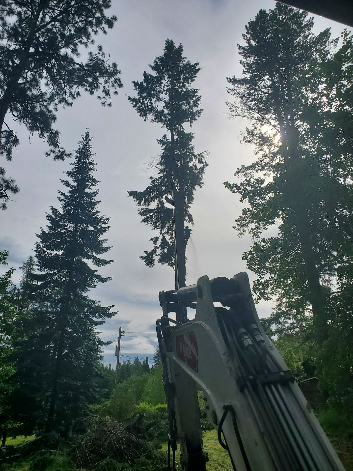 An excavator cutting down a tall tree in a forest, with cloudy skies overhead.