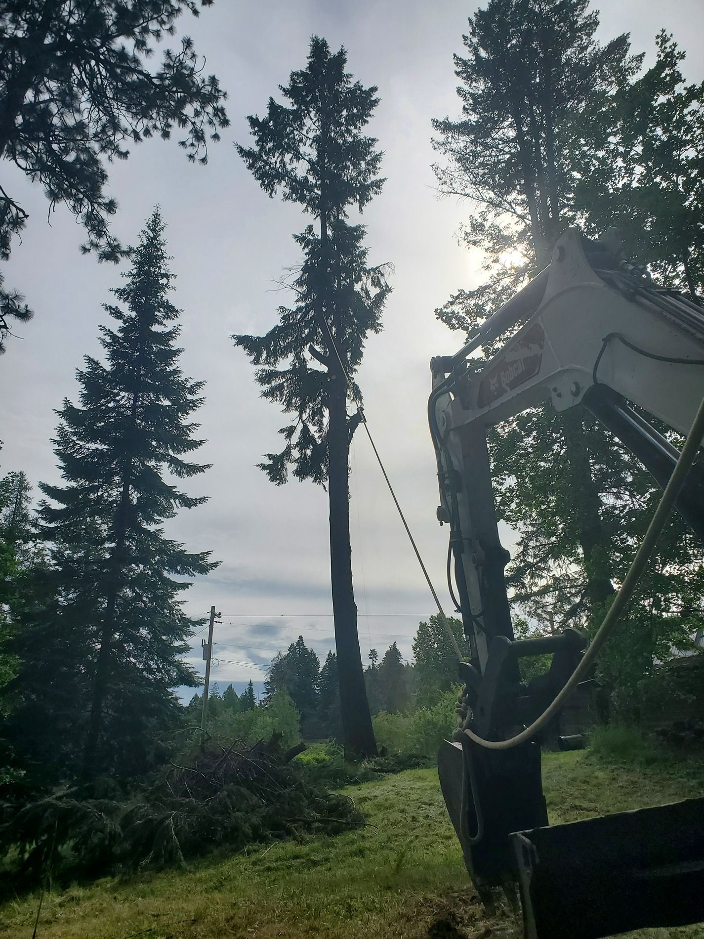 Tall tree being cut down with a machine; cloudy sky in the background.
