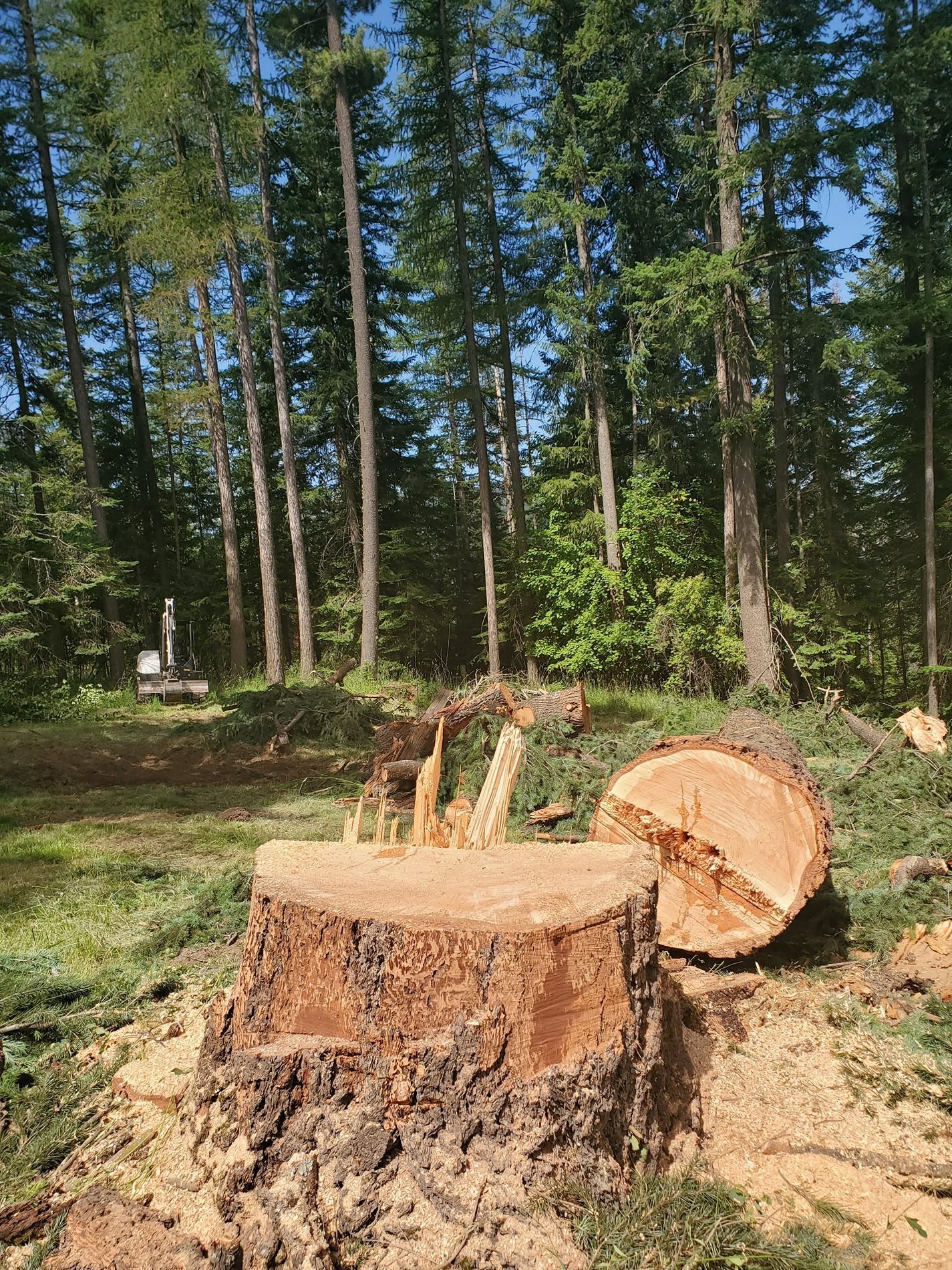 A tree stump and log in a forest clearing. Heavy machinery in the background.