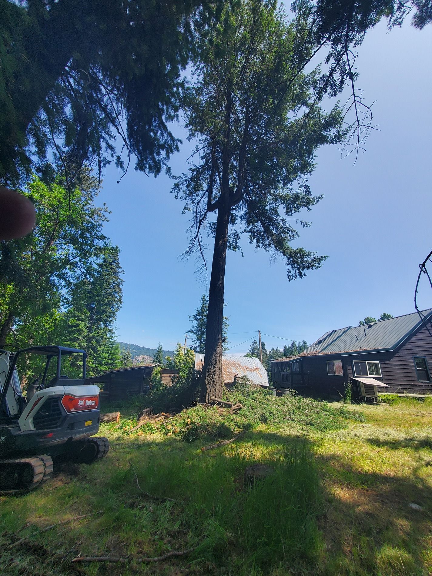 A tall tree in a yard with an excavator, blue sky, and houses in the background.