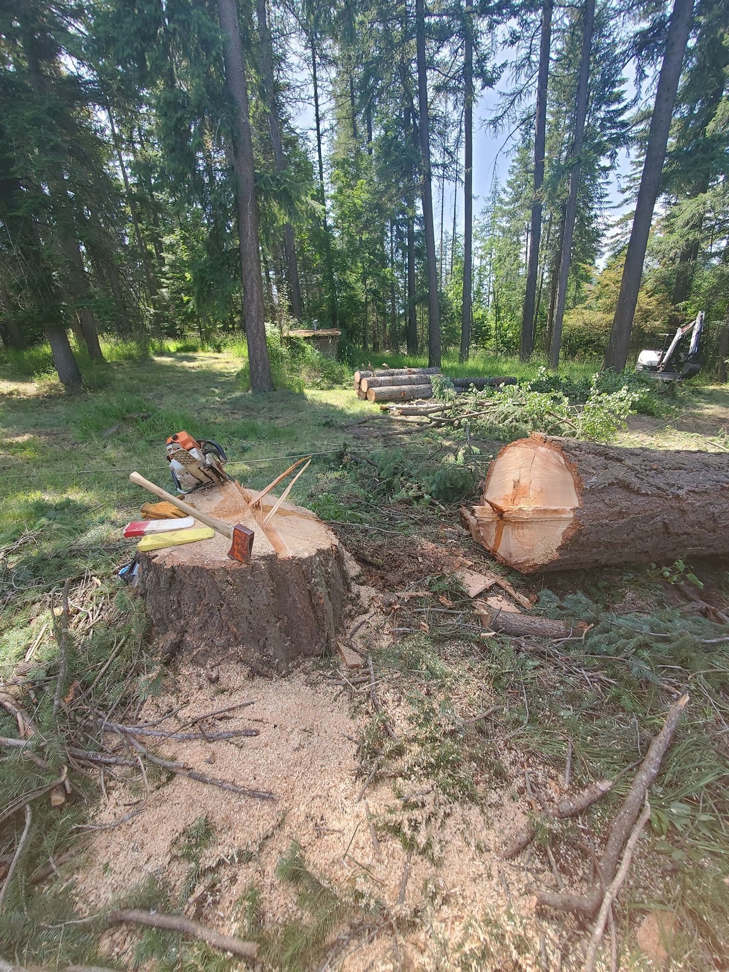 Stump and felled tree in a forest clearing; sawdust and tools visible; logs in the background.