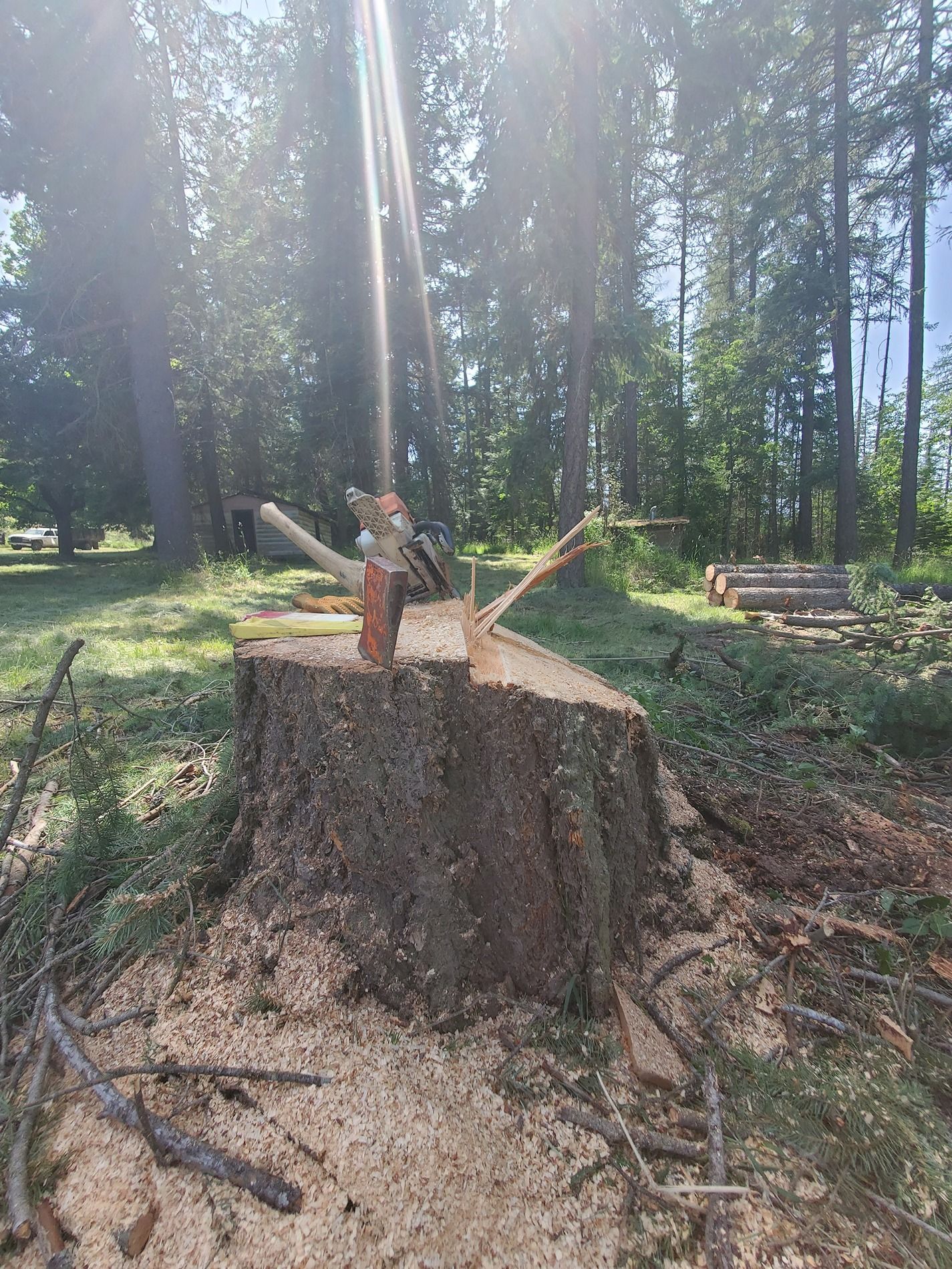 Chainsaw stuck in tree stump. Sunlight streams through forest, wood chips scattered.