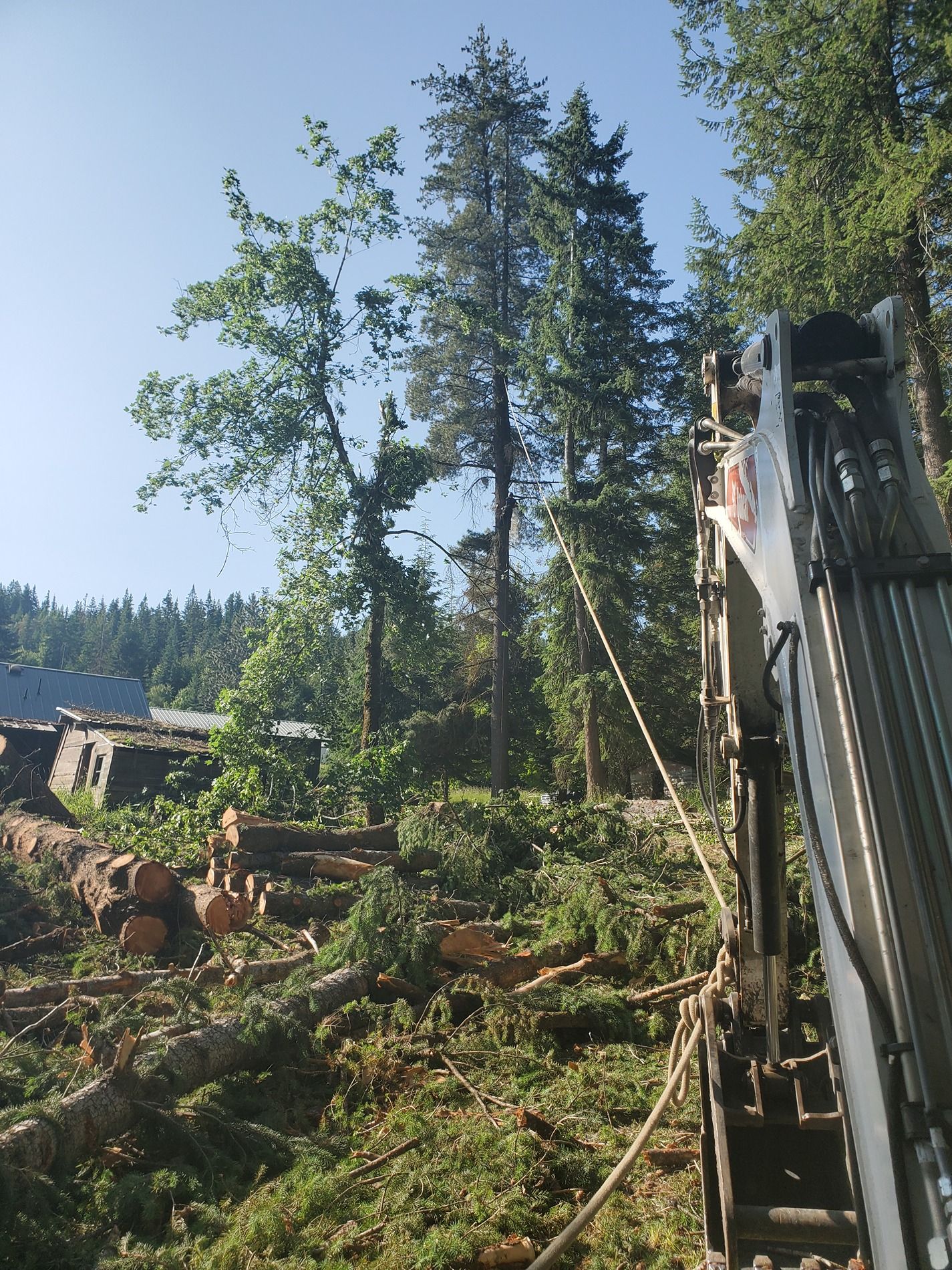Logging operation: tree being felled, equipment visible in forest clearing, blue sky.