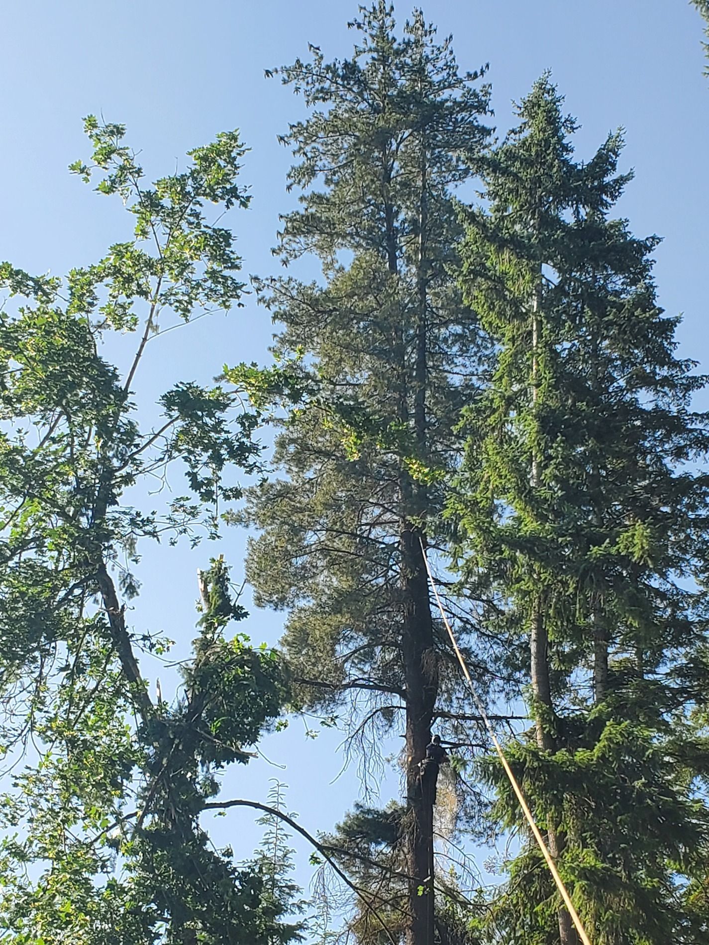 Tall evergreen trees against a bright blue sky; one tree shows significant brown and dead branches.