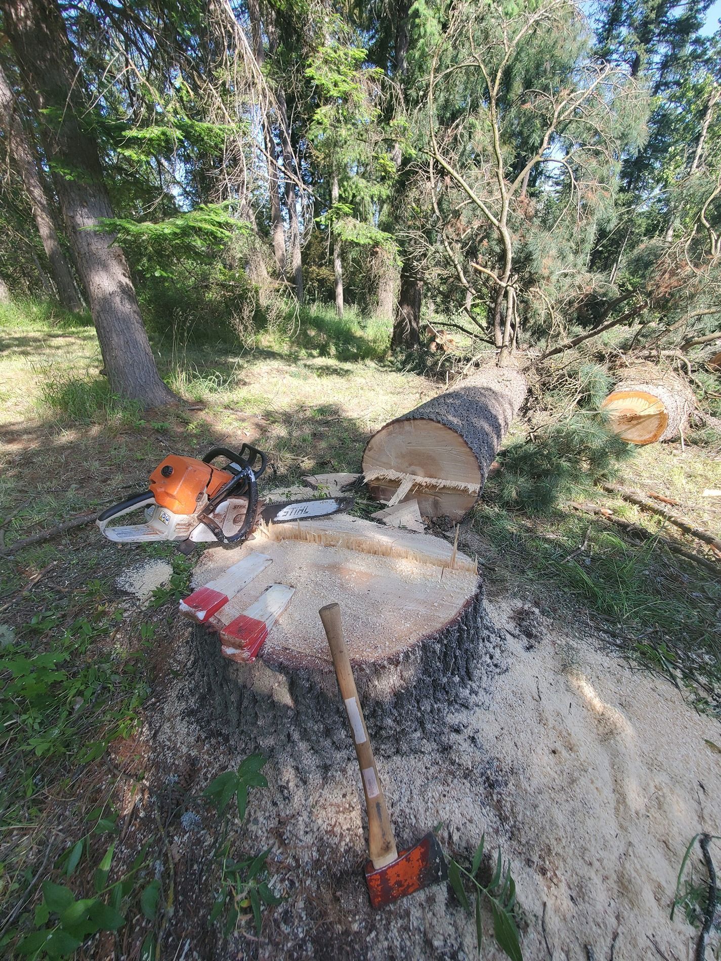 A felled tree trunk and chainsaw rest in a wooded area with an axe and wood chips.