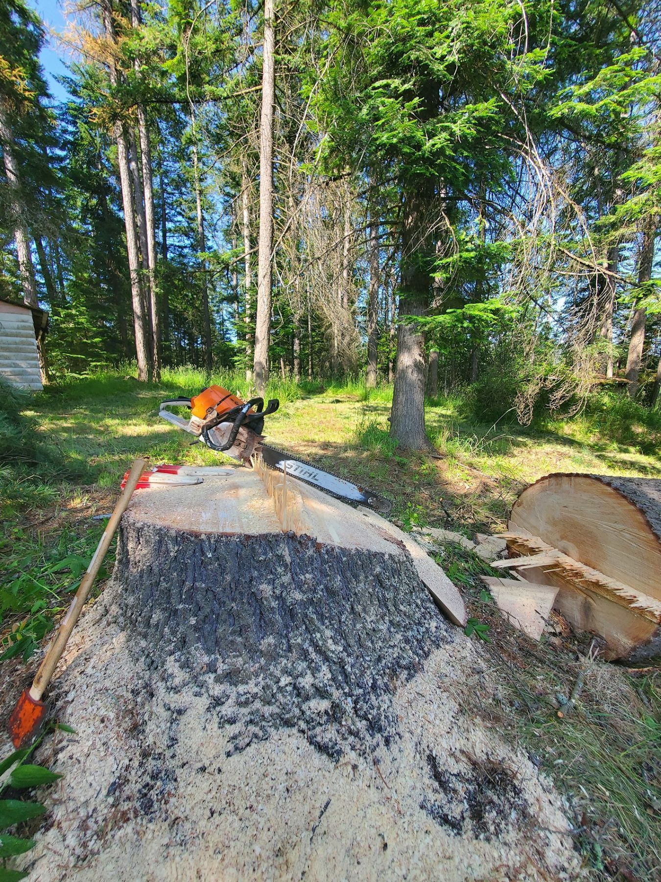Chainsaw on a tree stump with wood shavings. In a wooded area, a log is nearby, and a red axe rests on the stump.