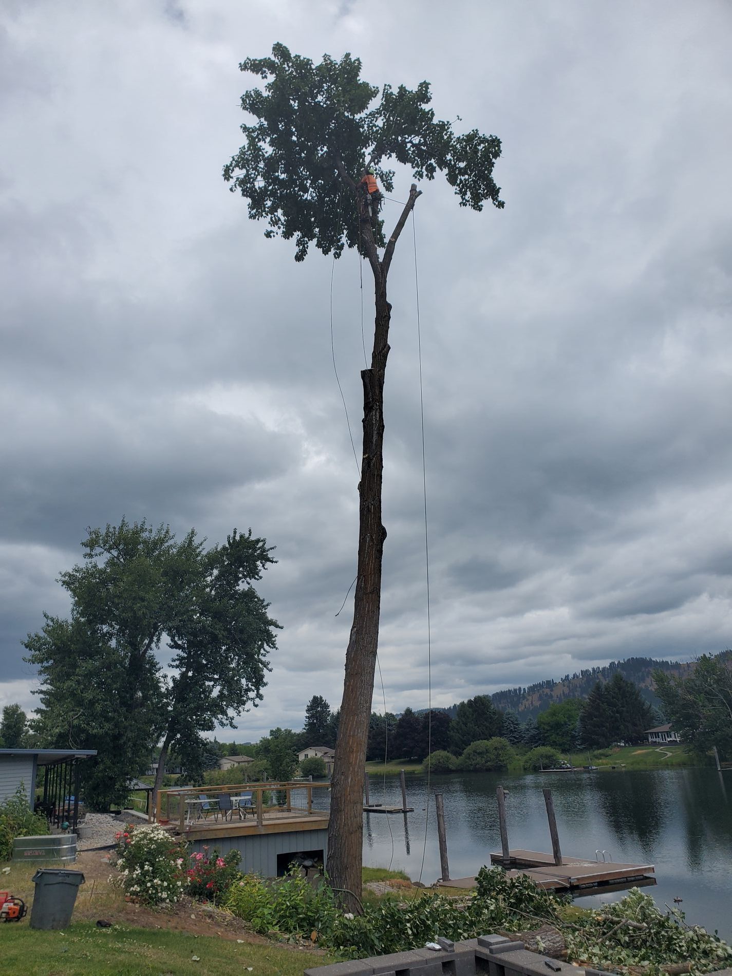 A person trimming a tall tree by a lake under a cloudy sky.