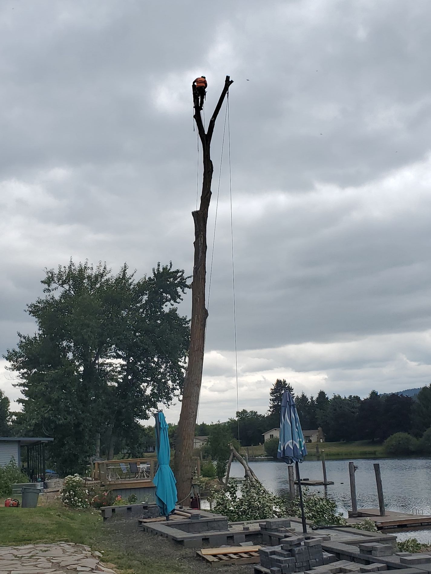 Arborist in a tall tree trimming branches next to a lake under a cloudy sky.