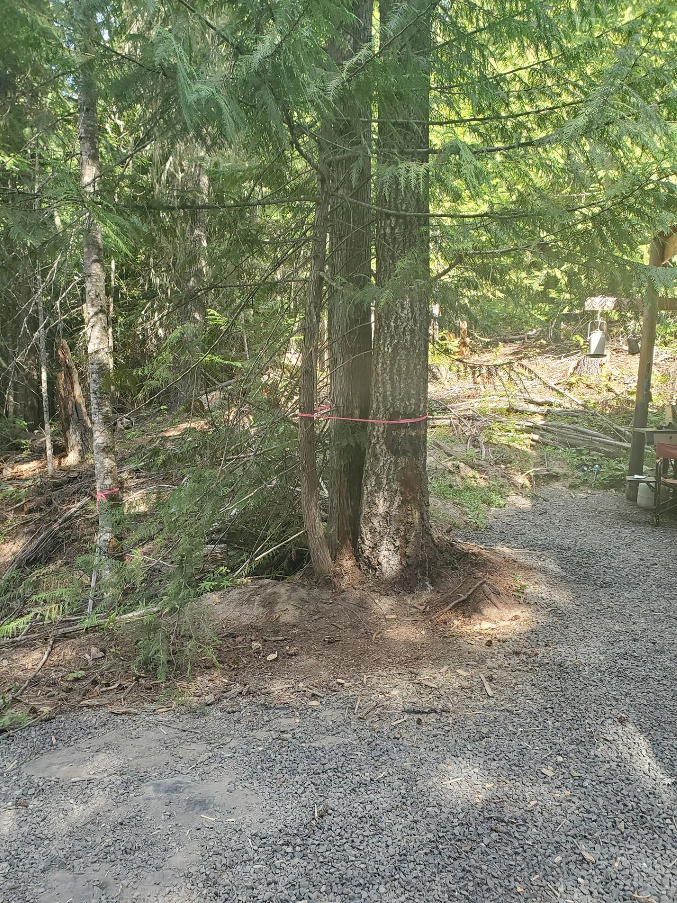 Three trees with red tape around their trunks, near a gravel path in a forest.
