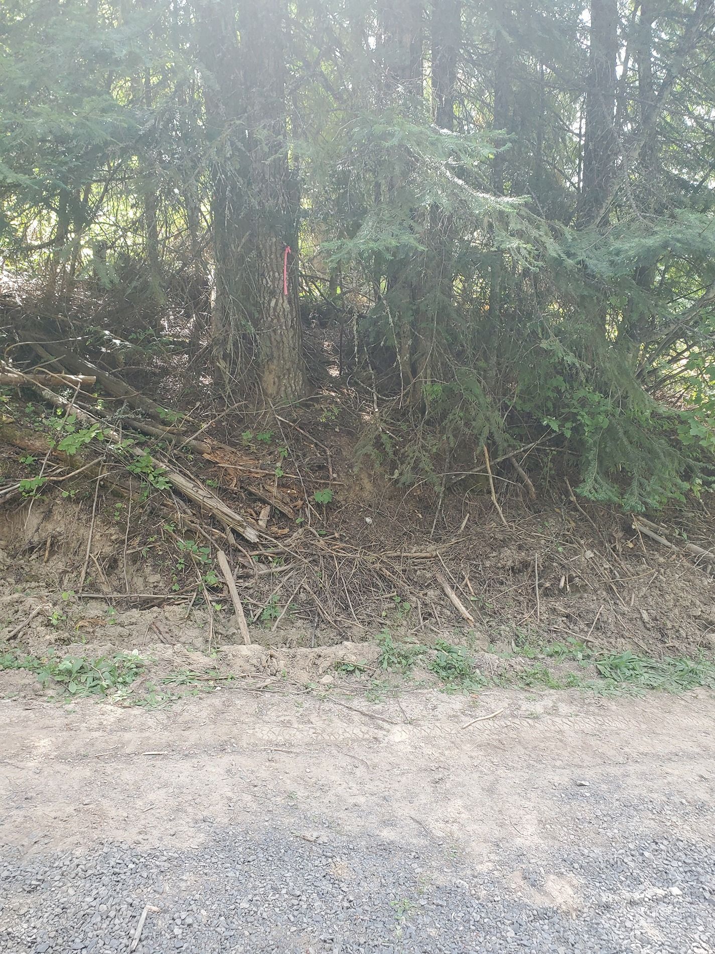 Gravel road leads to a wooded area with trees and fallen logs. The area is sloped with dappled sunlight.