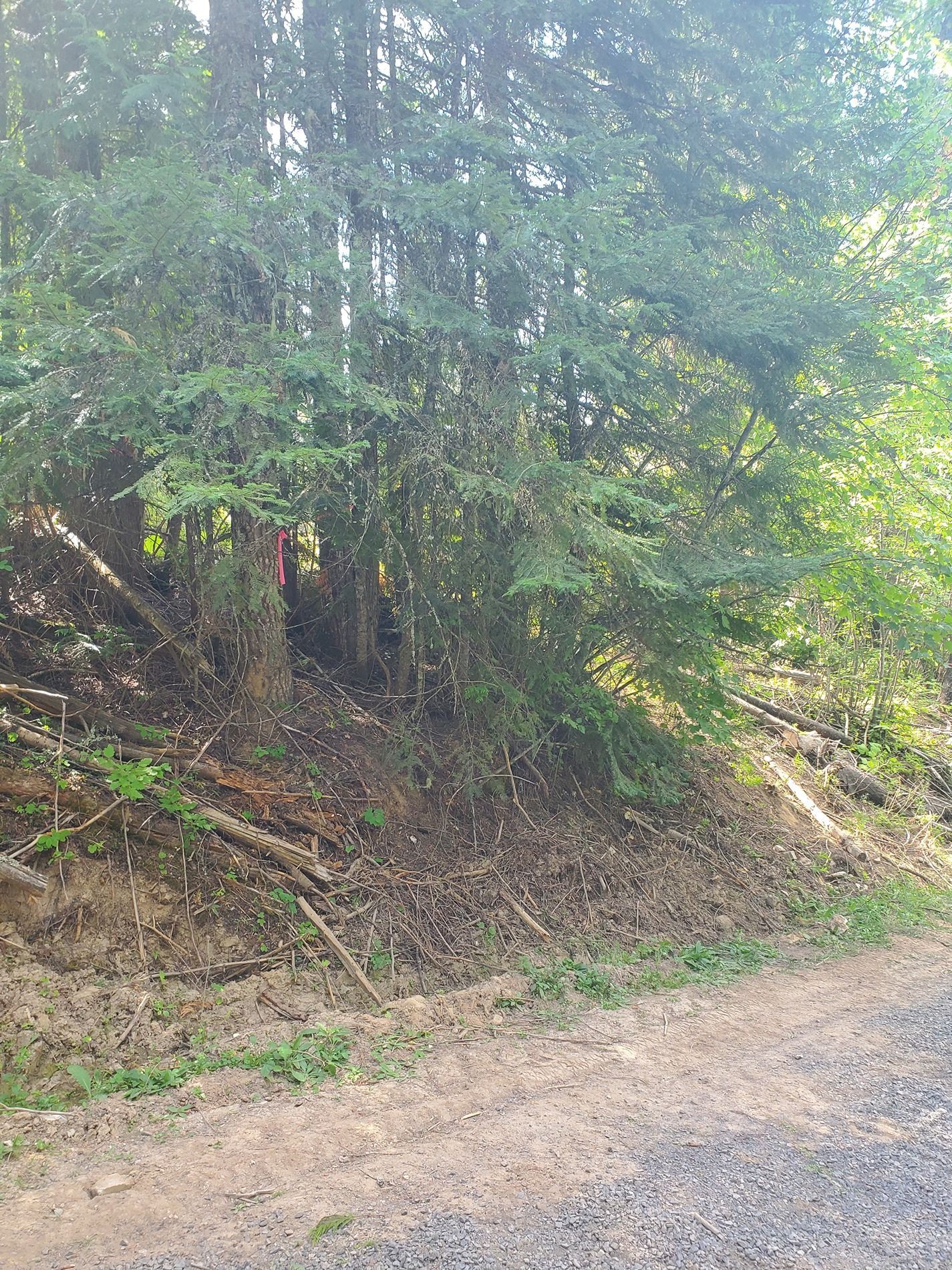 Trees and foliage beside a dirt road. Bright sunlight.